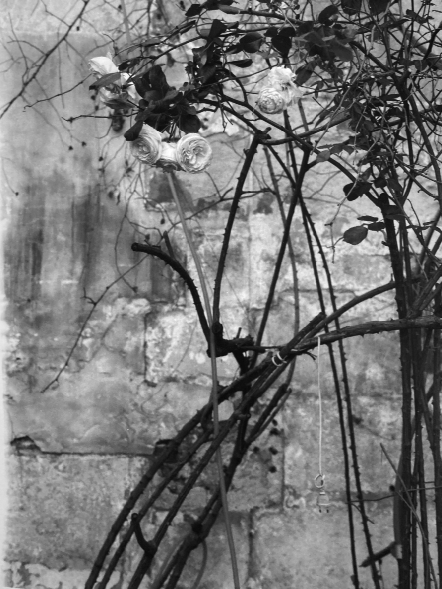 On brilliant days, dark days, dawn, dusk and afternoons, by moonlight