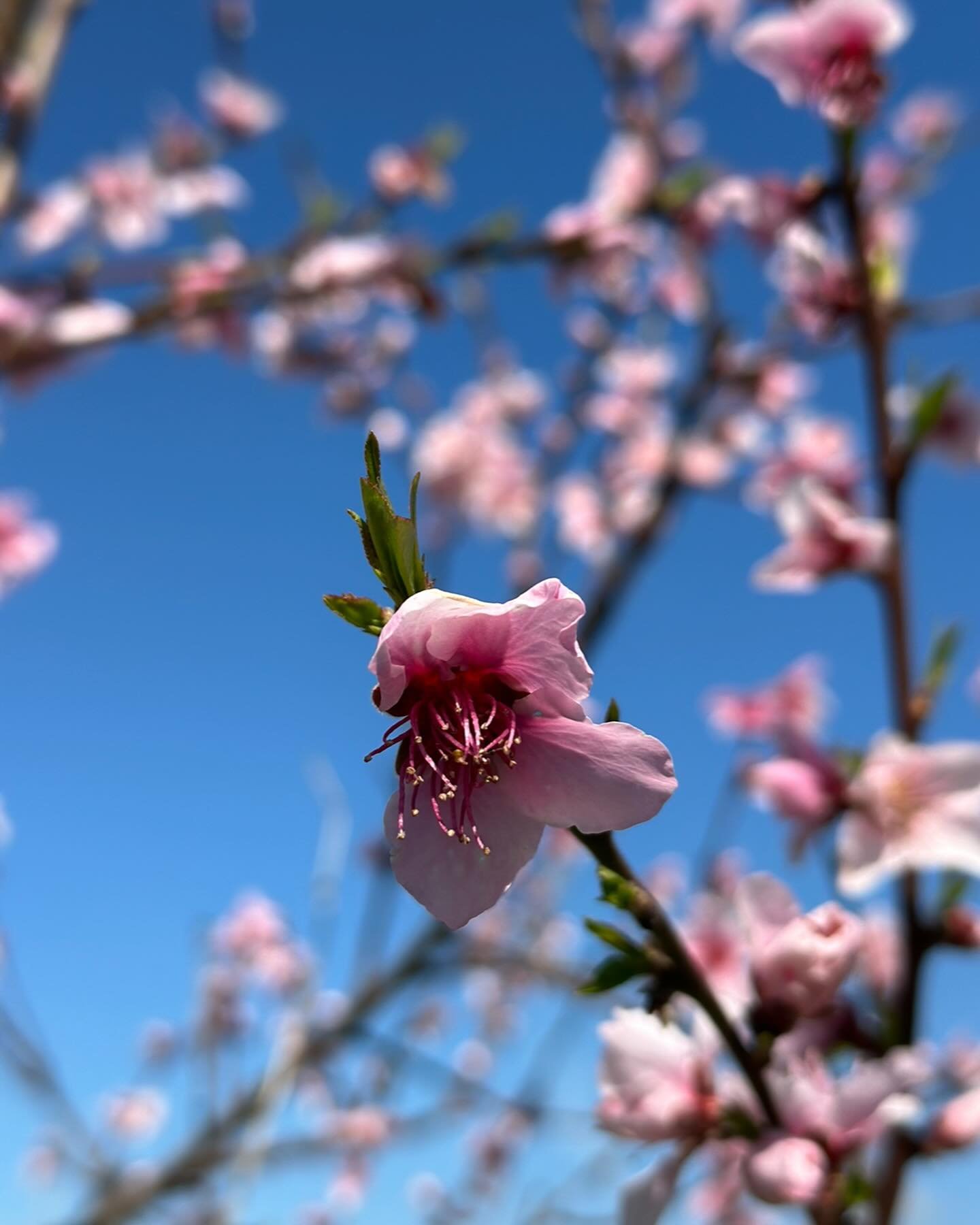 It&rsquo;s all about flowers these days! Don&rsquo;t you just love #spring ? Today we&rsquo;re into #hanami or the &lsquo;flower viewing&rsquo;. In Japan 🇯🇵 it&rsquo;s a big thing to go meet friends and family and have a picnic 🧺 or a social gathe