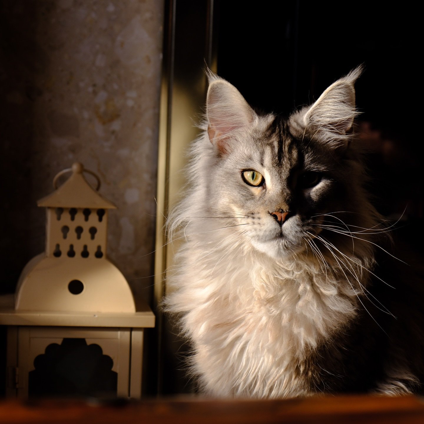 Same silver attitude, new camera.
Sasuke serving looks as always&mdash;this time through the Fuji XT50 lens.
#fujixt50 #sasuke #handsome #maincoon #silver #cats_of_instagram #catsofinstagram #fujifilm #fuji
