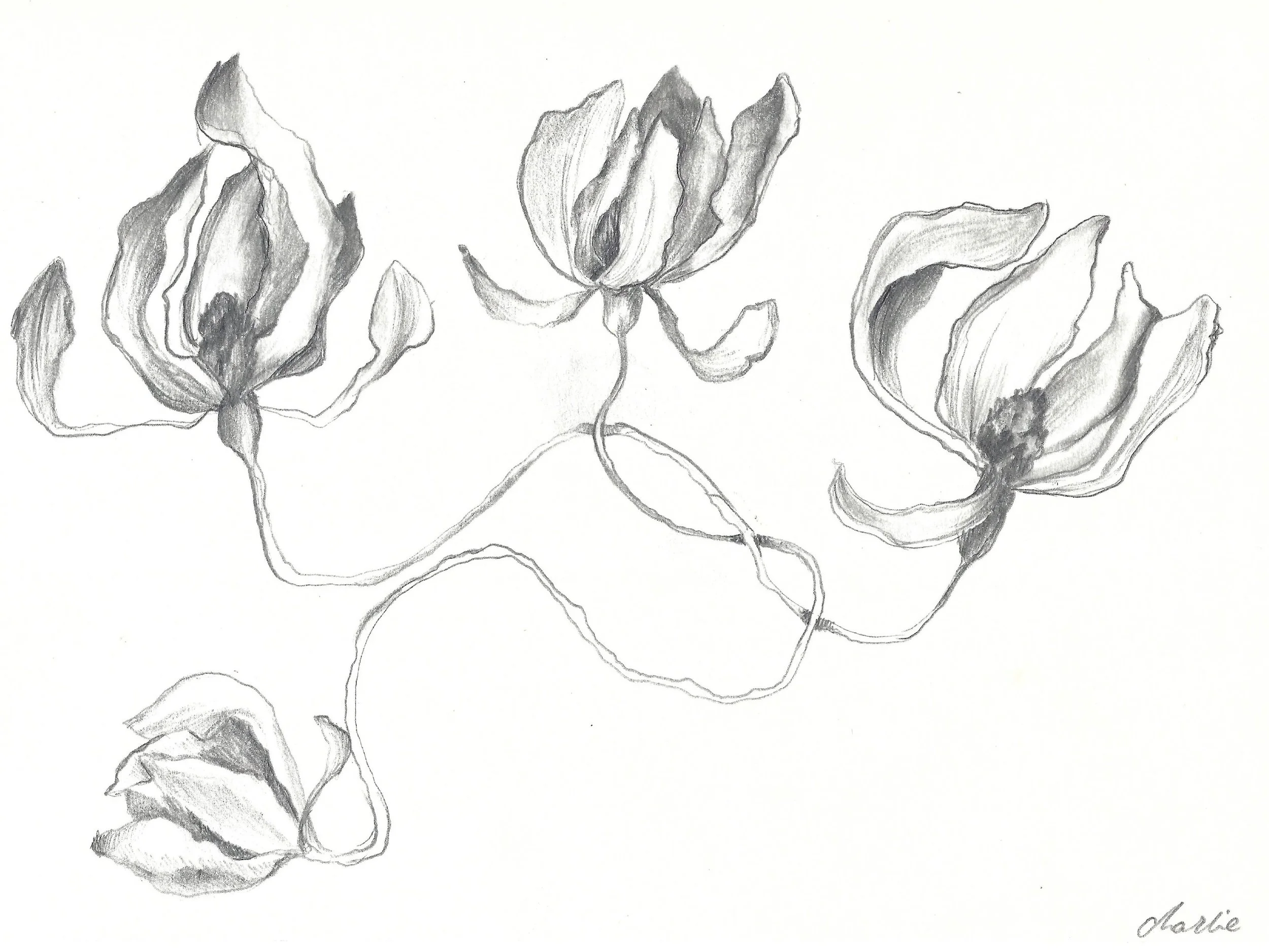 A black and white pencil drawing of three flowers, with detailed petals and stems, signed by the artist Charlie in the bottom right corner.