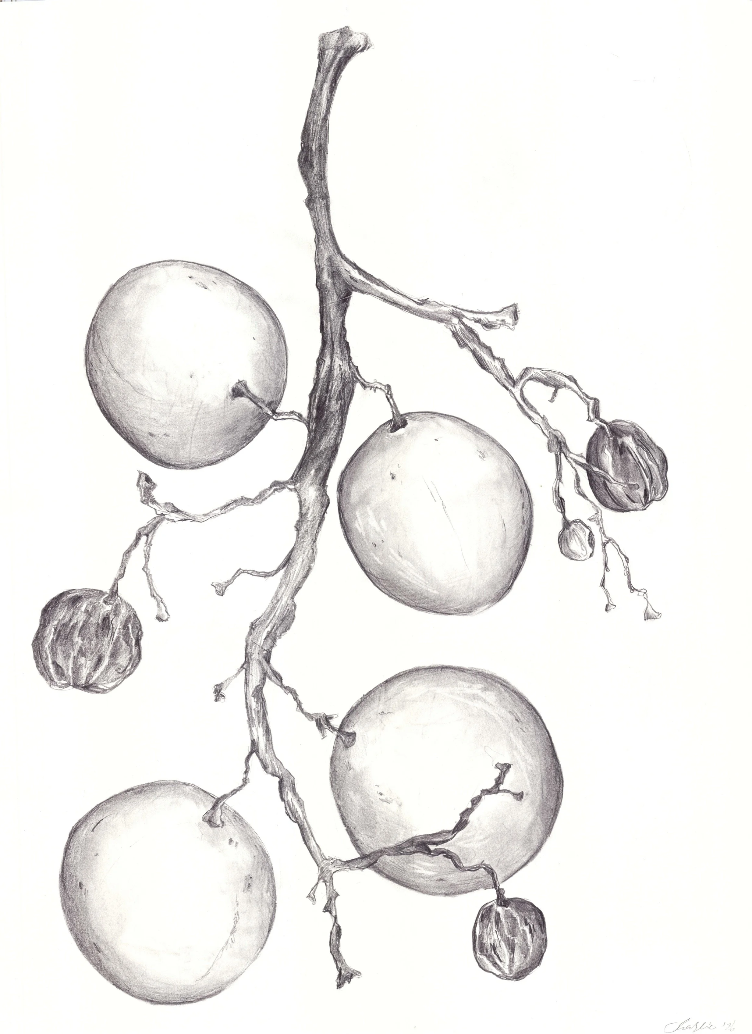 A pencil sketch of a bunch of grapes with some grape leaves.