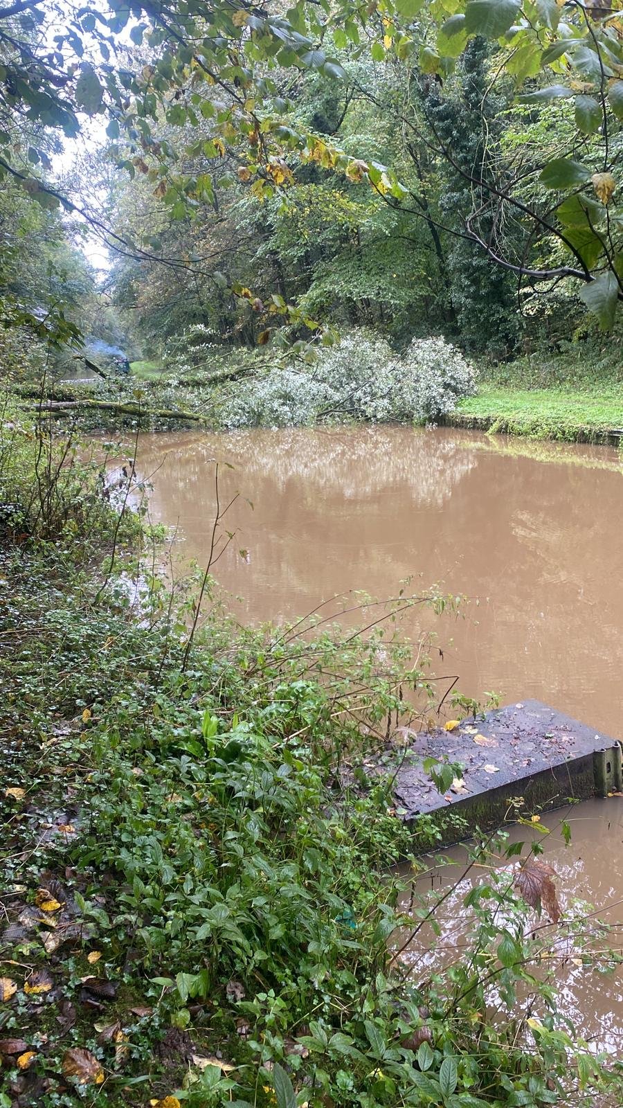 Emergency Tree Removal