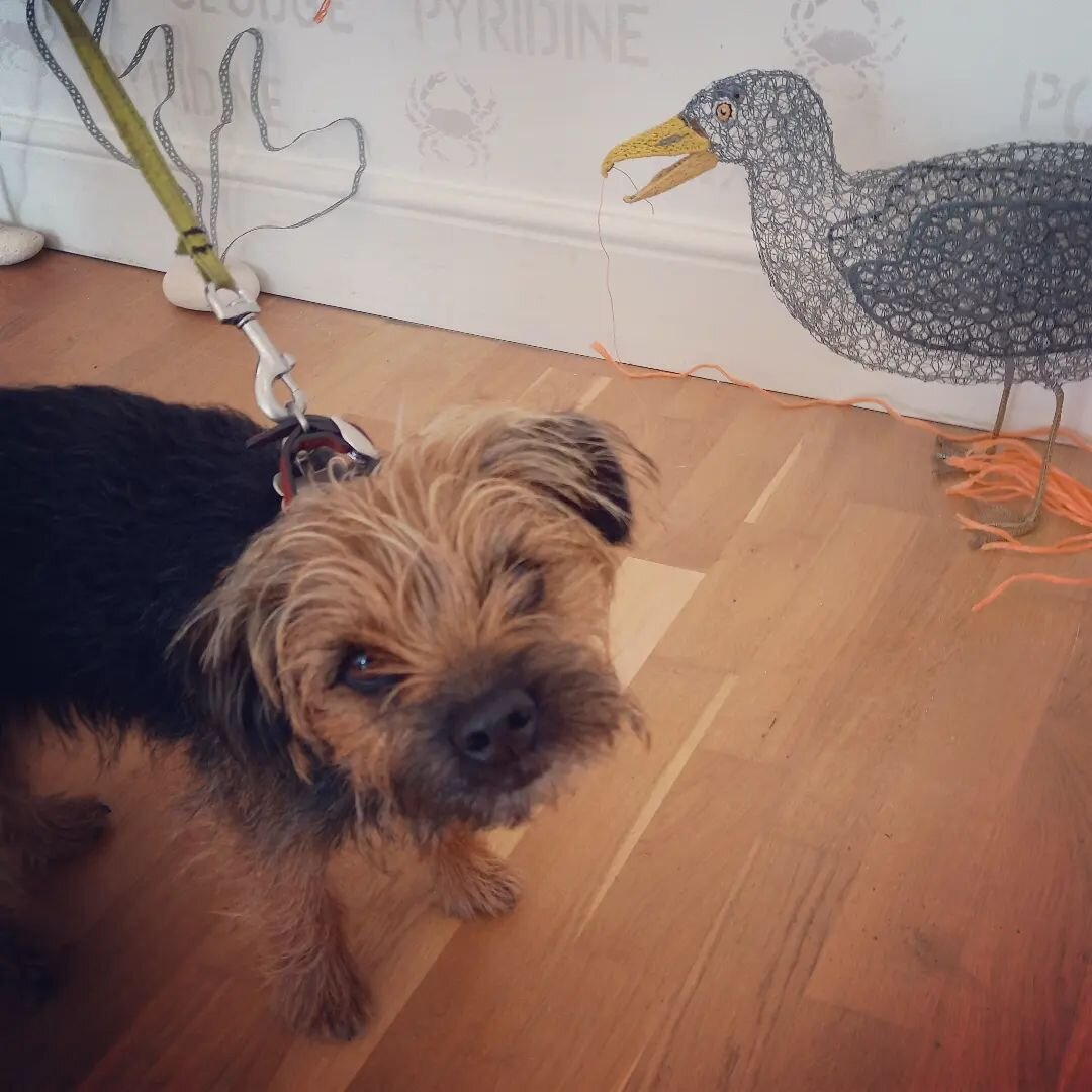 We're OPEN!!!! Little Lottie was one of our first visitors today, she was very impressed with the Making Waves Exhibition, especially the seagull sculpture by @glynismakesthings 

#dogswelcome #Gallery #makingwaves #marinelife #marineconservationsoci