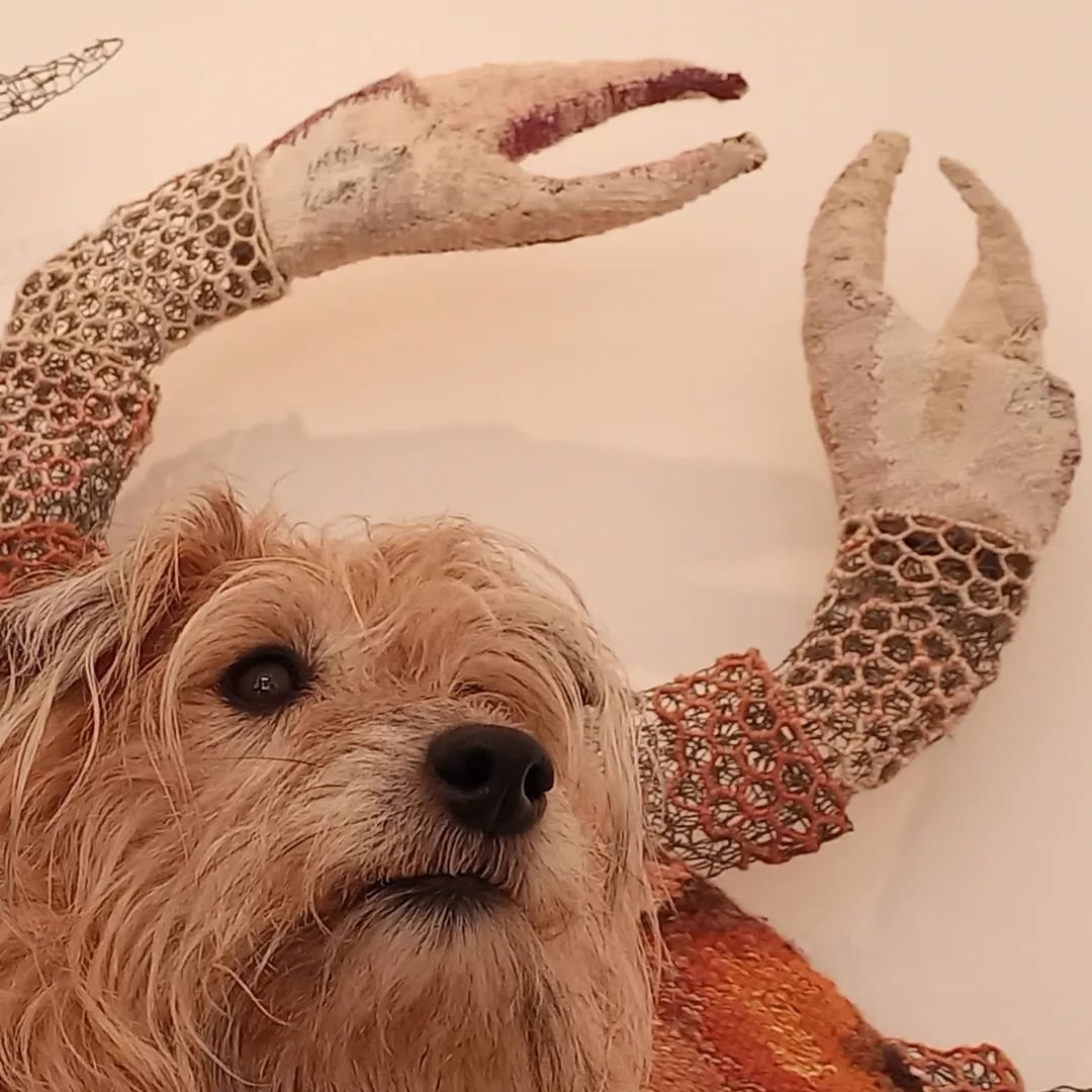 Penny is our Gallery Dog today... she's very impressed with Glynis's Woven Crab Sculpture 🦀 
We're open until 4pm 🐕 

#dogfriendly #makingwaves #crab #dog #terrier #lakelandterrier #lakelandfoxterrier #weareopen #saltburnstudiosandgallery @saltburn