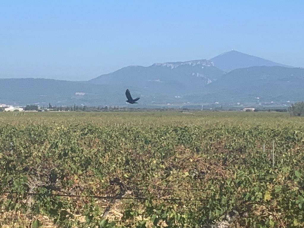 View of Mont Ventoux from one of the local (flat) roads