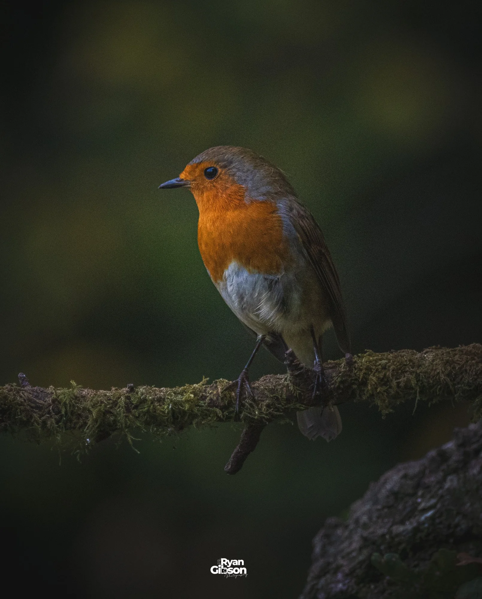 Robin sitting on a branch
