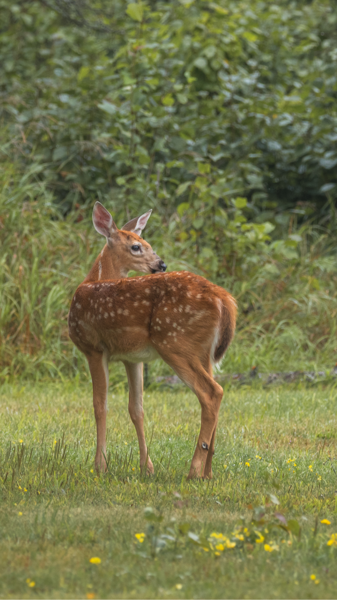 Deer.png