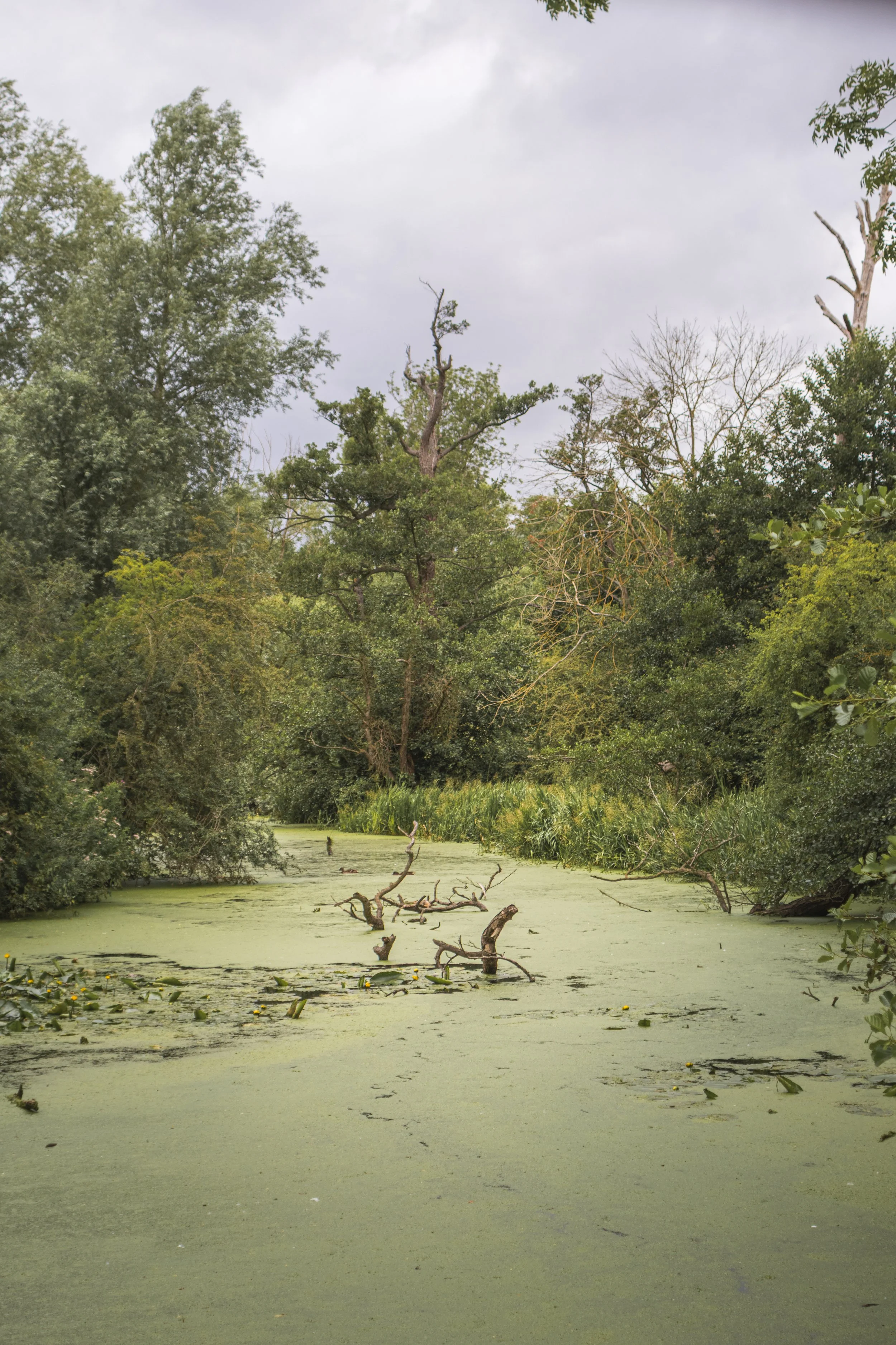 Swamp