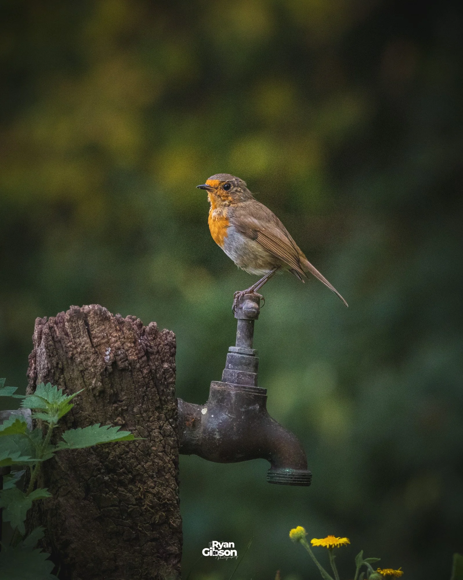 Robin sitting on a tap