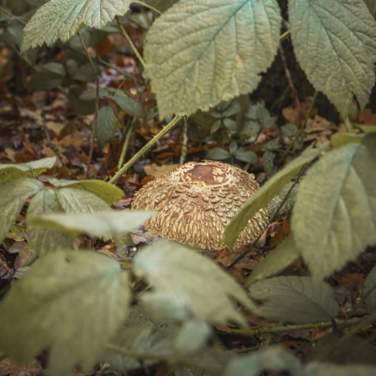 Just Mushroomring around! 

Great walk yesterday through Danbury woods before the temperature drops through the roof.

#mushroomhunting #mushroomphotography #mushroom