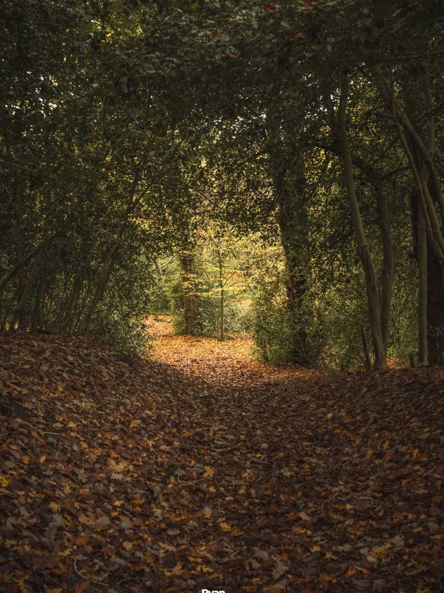DANBURY COMMON 

A lovely walk before the wintery weather kicked in. @nationaltrust 

@countrylivinguk  @countrylifemagazine 

#countrylife #woods #common #autumnleaves #autumnphotography🍁