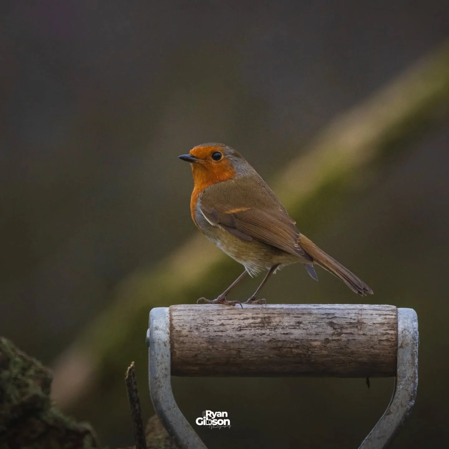 Popped to see my friend @pauladams1964 @tile_kiln_hide to see his brilliant new hide and reflection pool on Monday.

Caught these little beauties 😍 can't wait to go back! 

#birdsofinstagram #birdhide #birdphotograph&yacute;