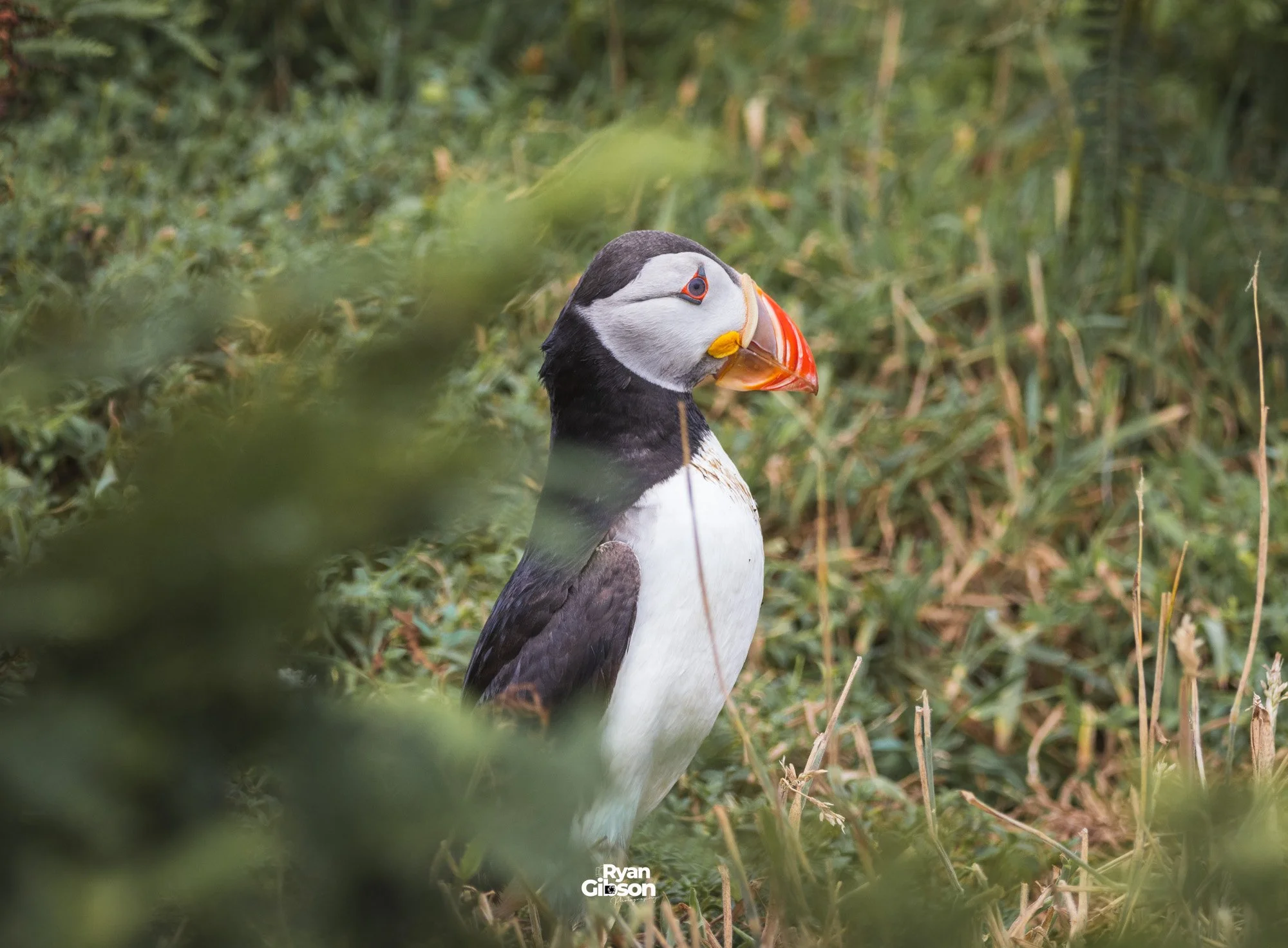 Puffin on Skomer island, Wales