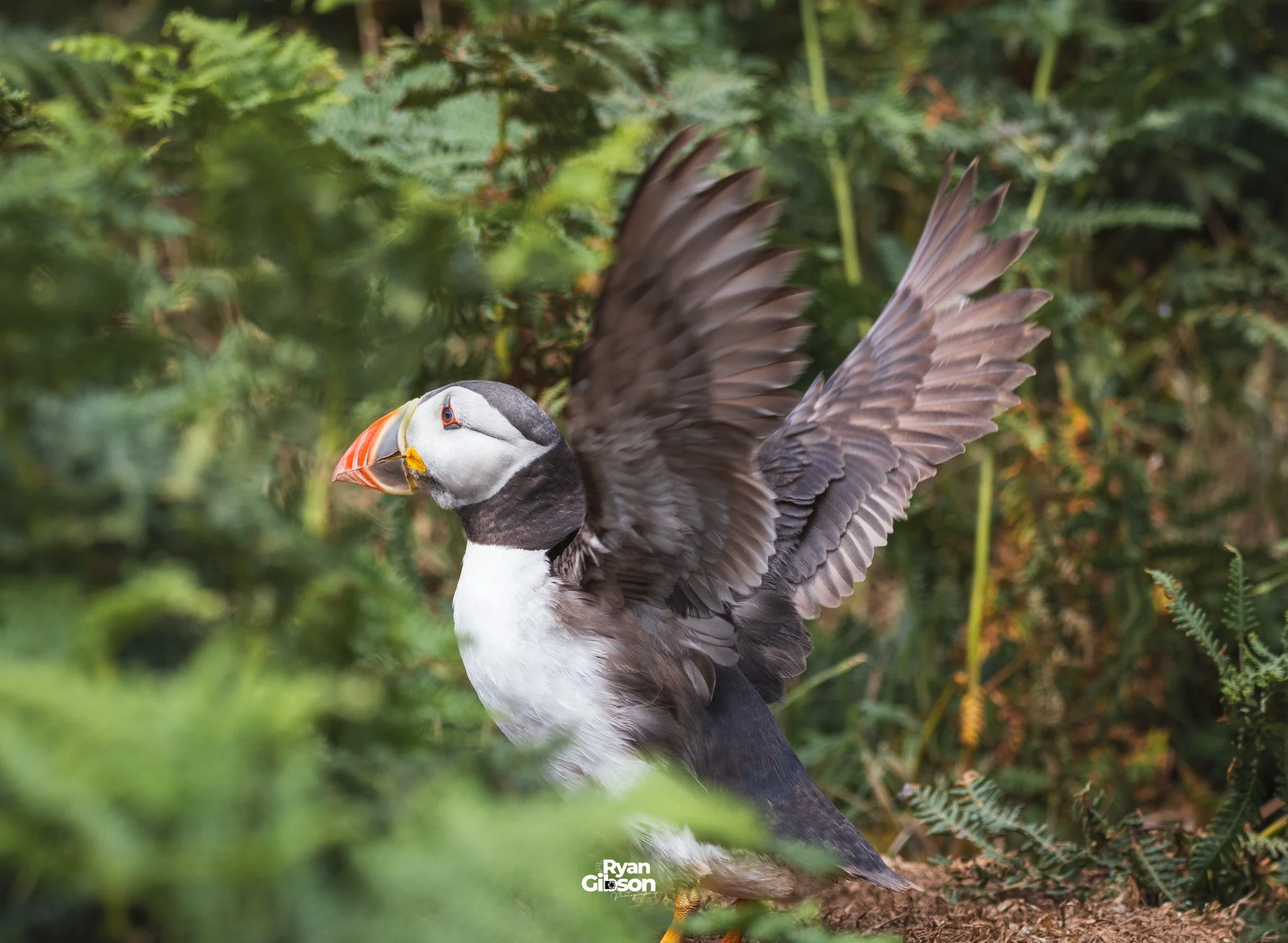 Puffin on Skomer island, Wales