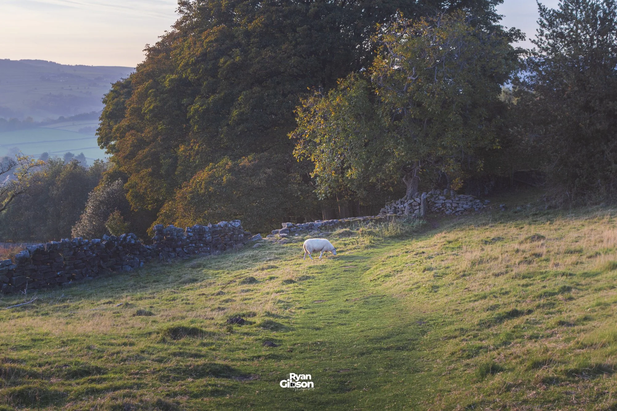 Sheep