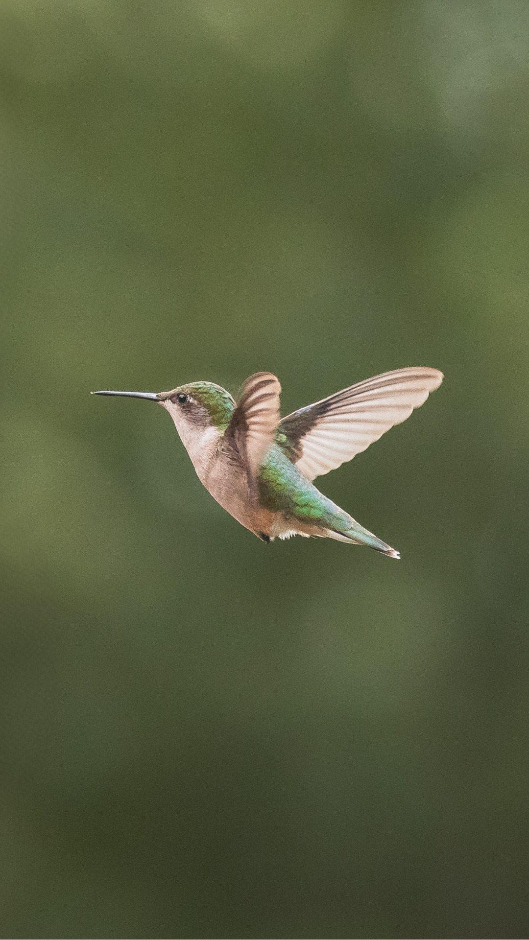 Hummingbird