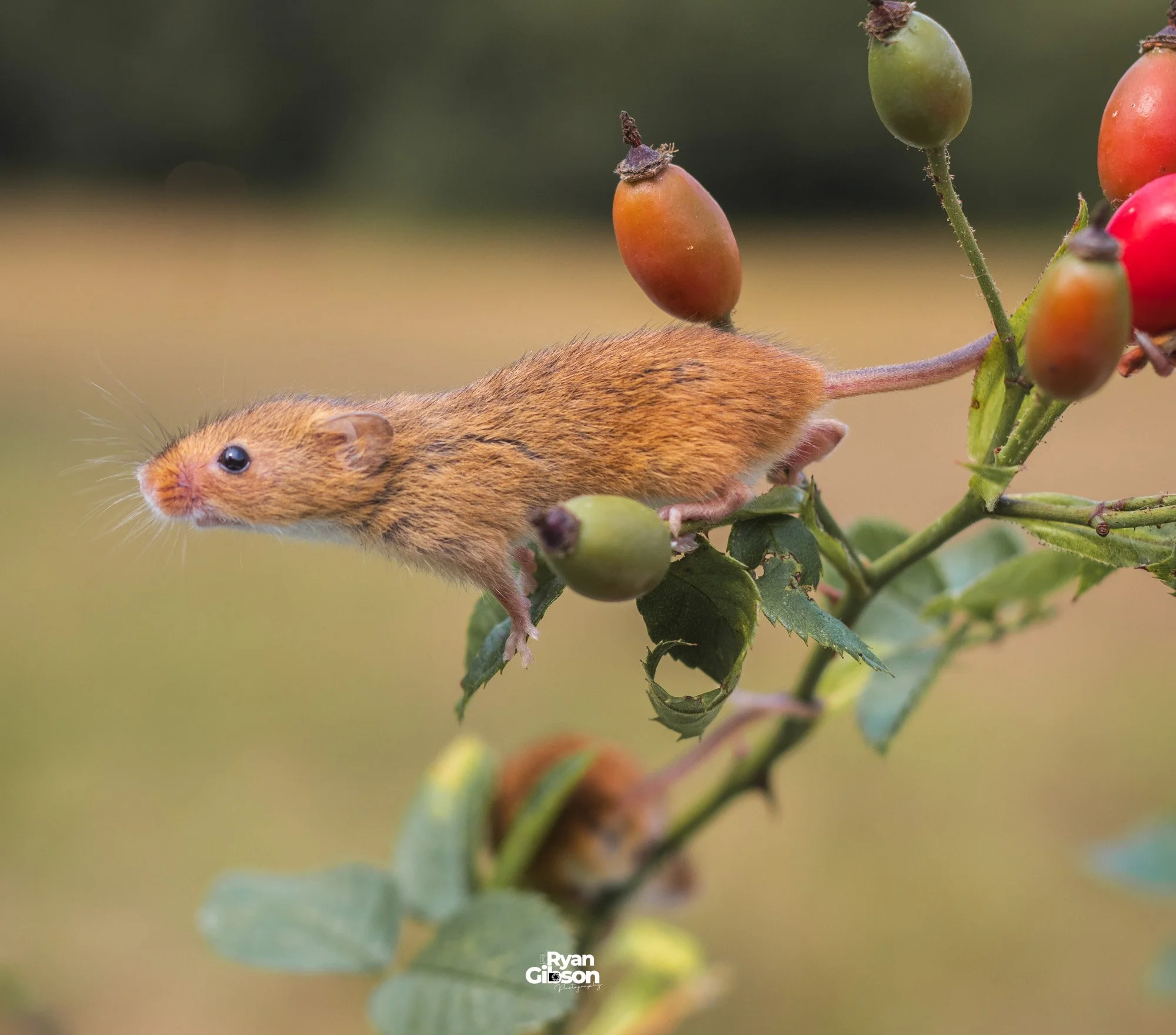 Harvest Mice