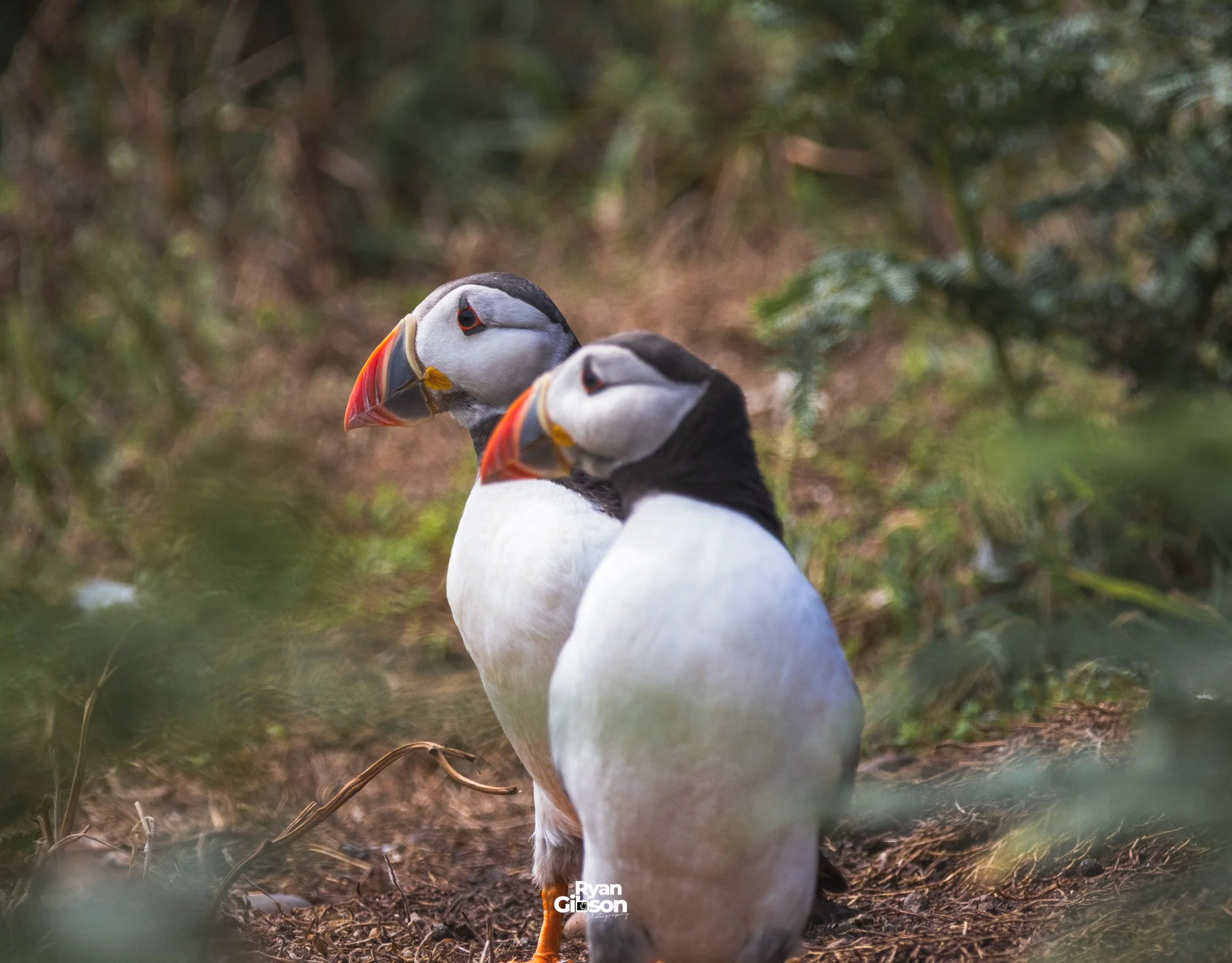 Puffin on Skomer island, Wales