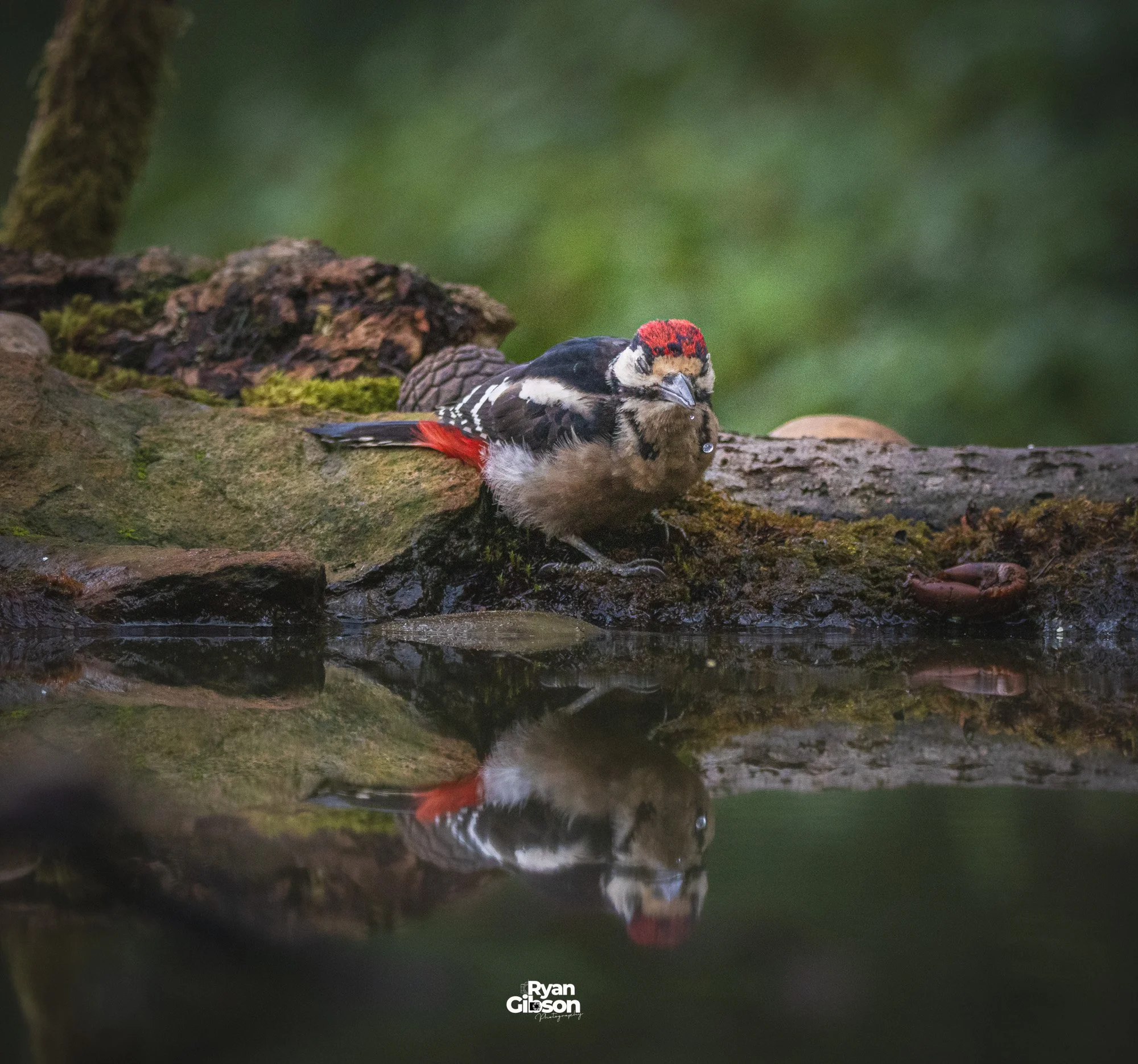Male woodpecker in reflection pool