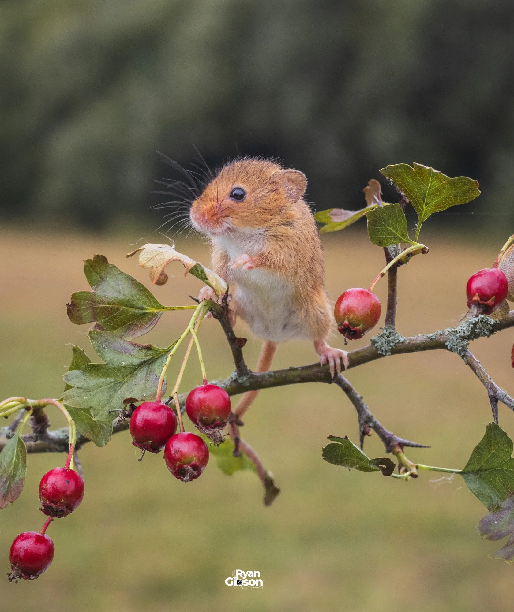Harvest Mice