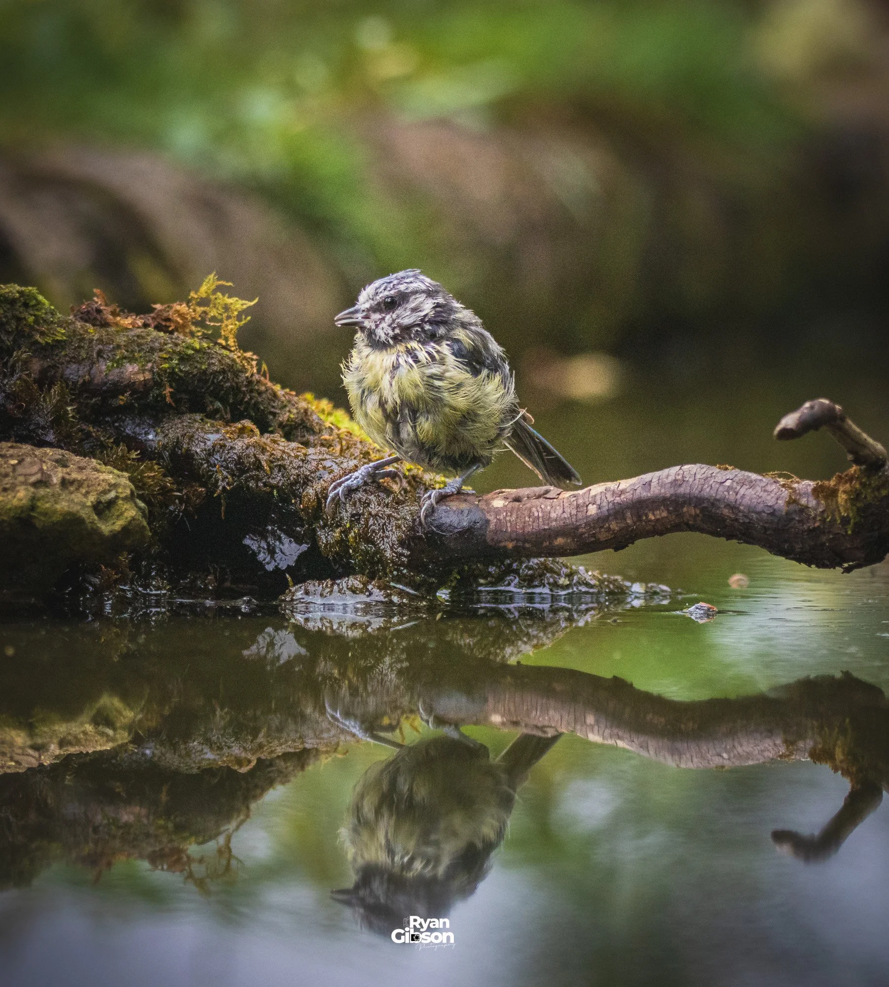 A small bird standing on a wet, moss-covered branch over water, with its reflection visible below. The background is blurred with natural green tones.