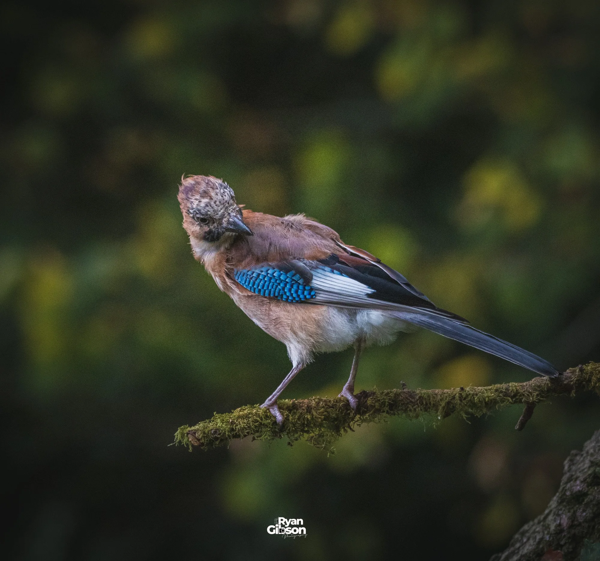 A bird with blue and black wing feathers perches on a moss-covered branch against a blurred green background.