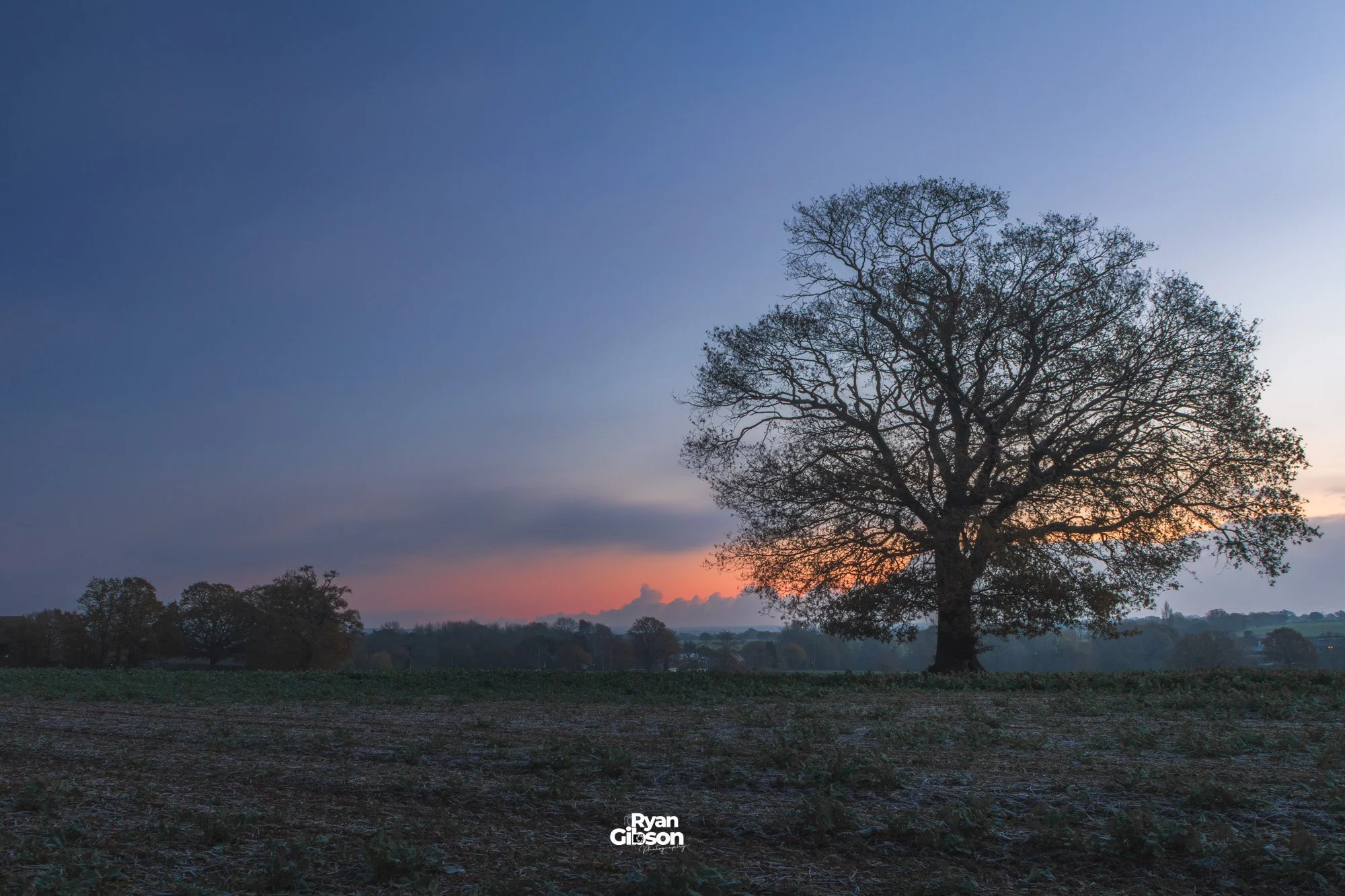 The tree at Sunrise