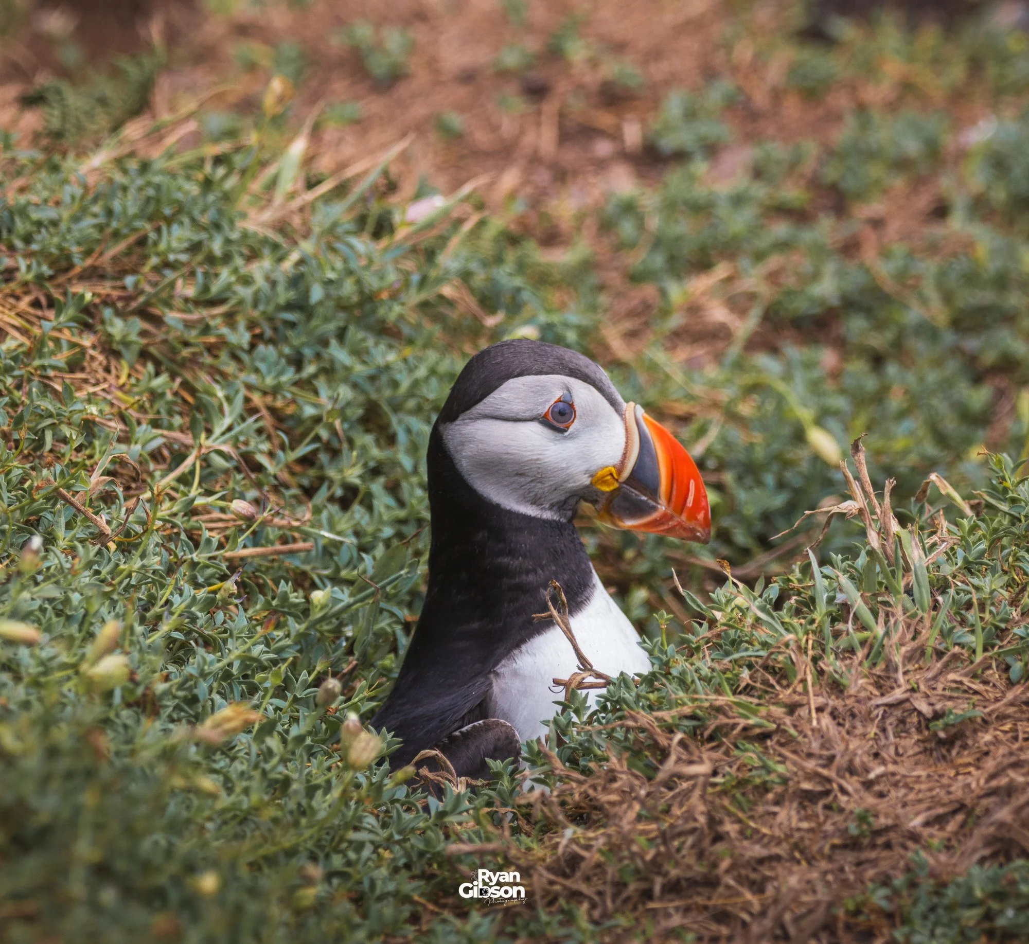 Puffin on Skomer island, Wales