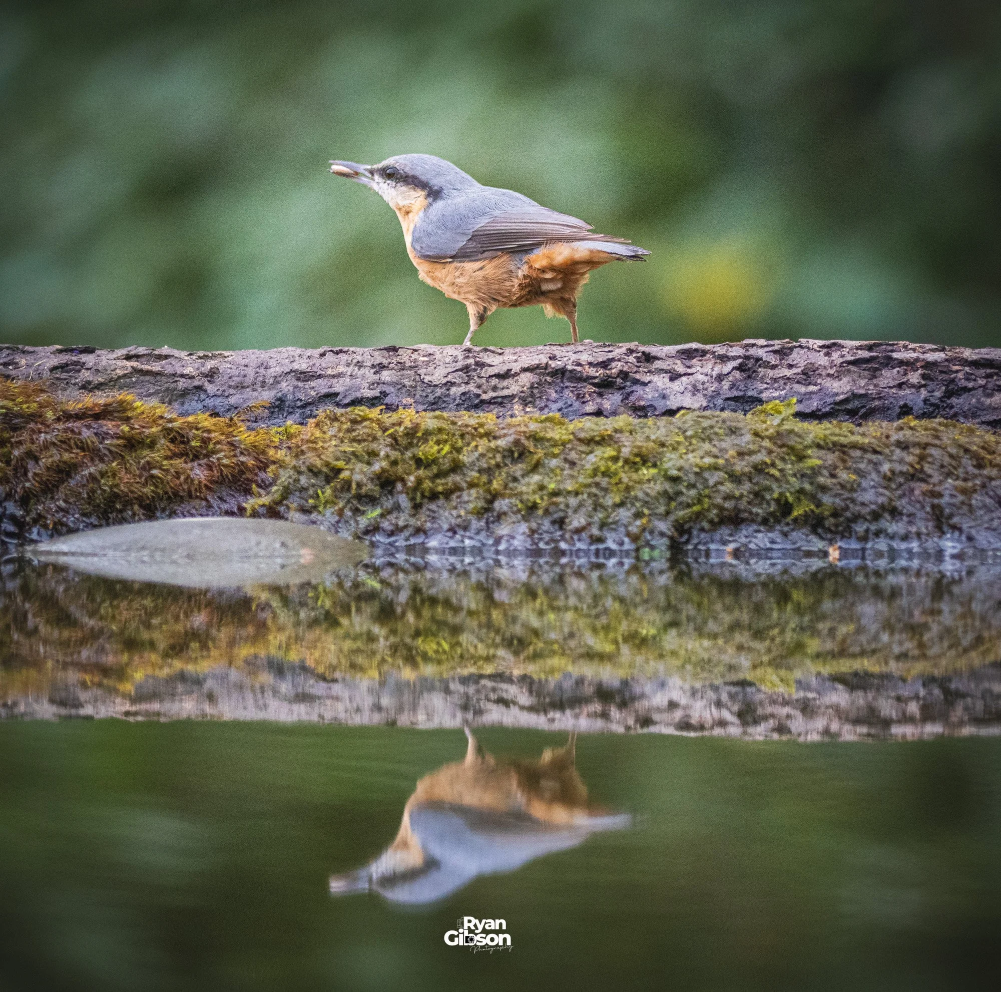 A small bird, possibly a waterthrush, standing on a log near water, with its reflection visible in the water below.