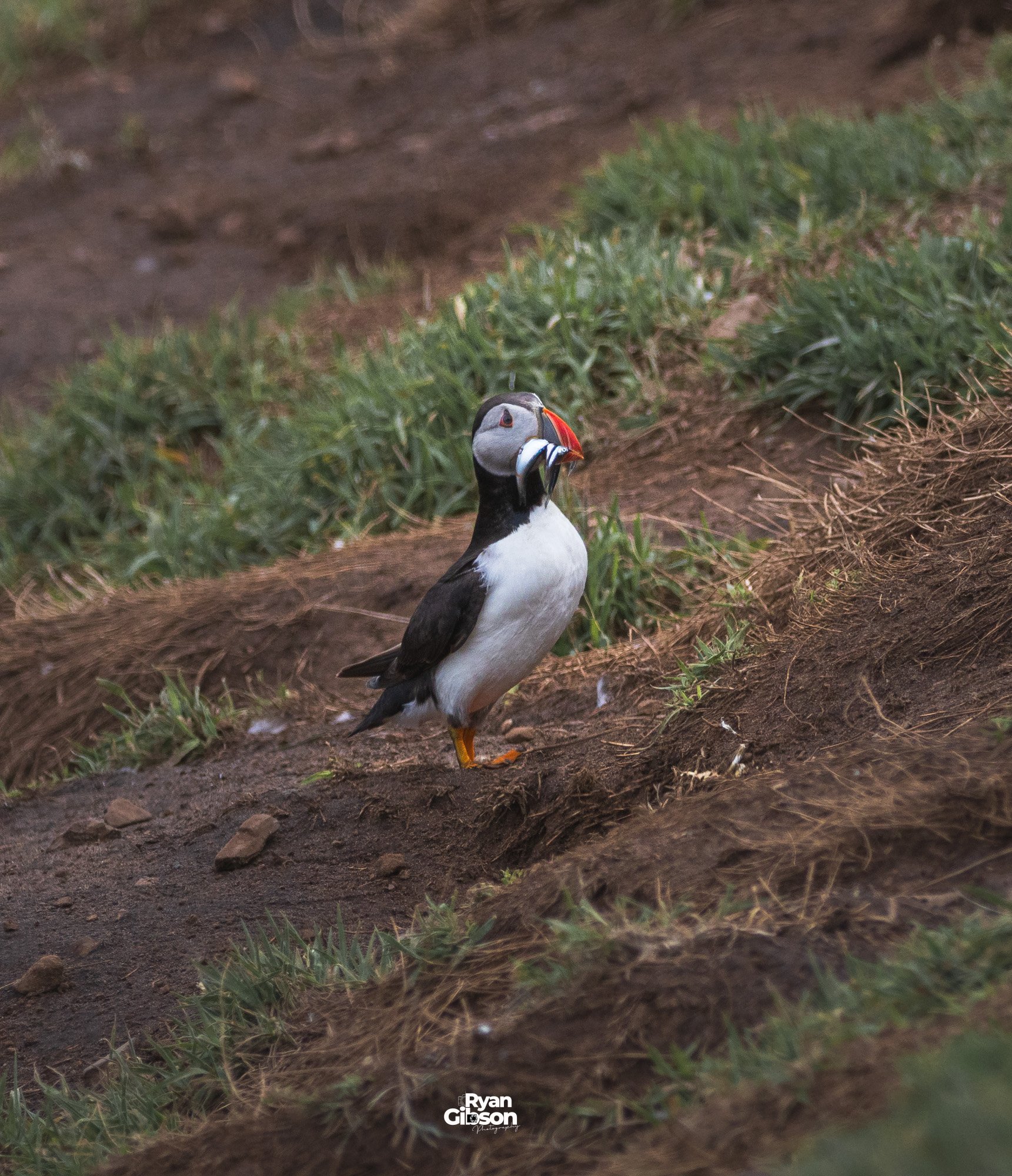 Puffin with sand eels in it's beak