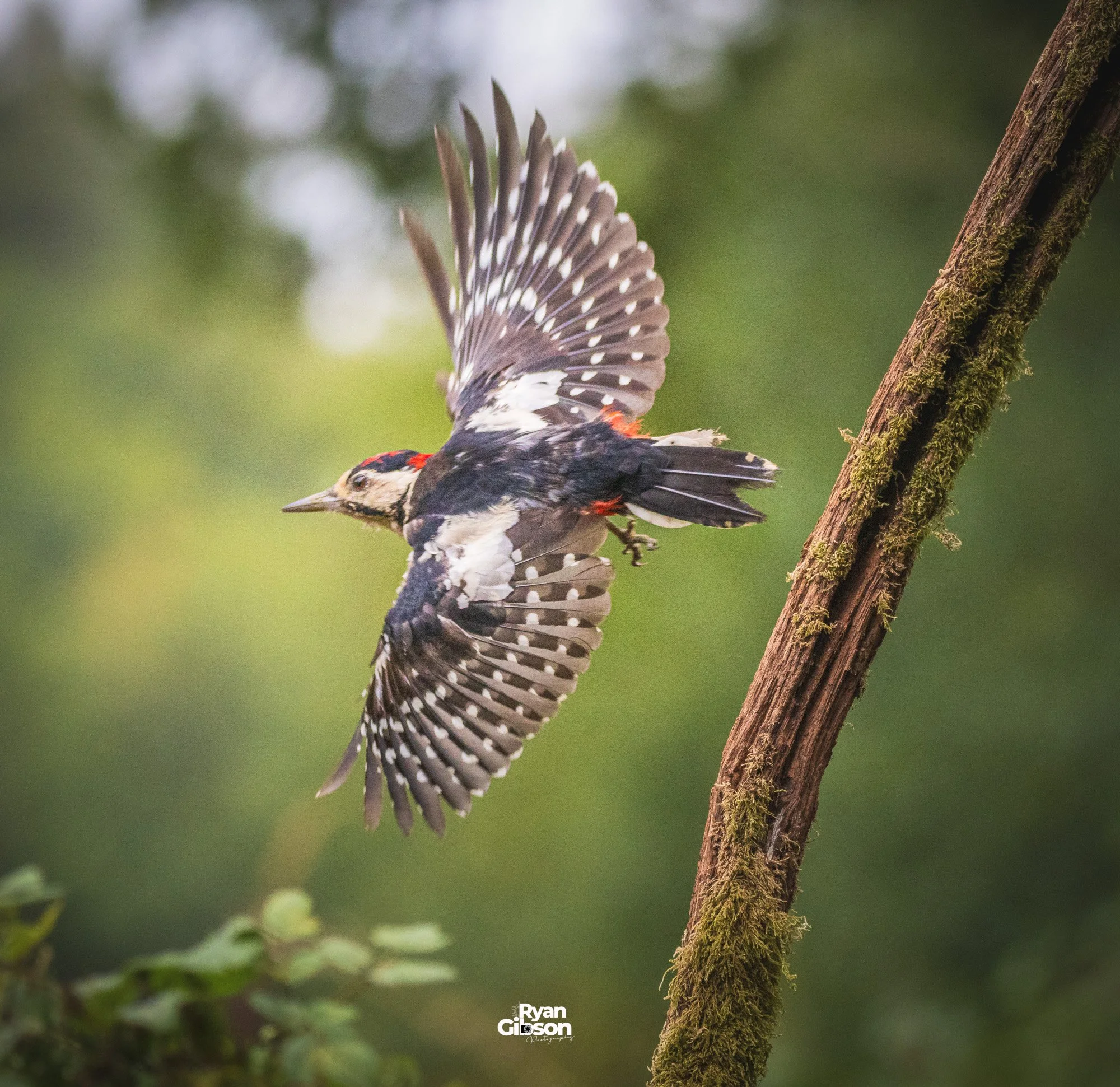 Woodpecker taking of with large wingspan