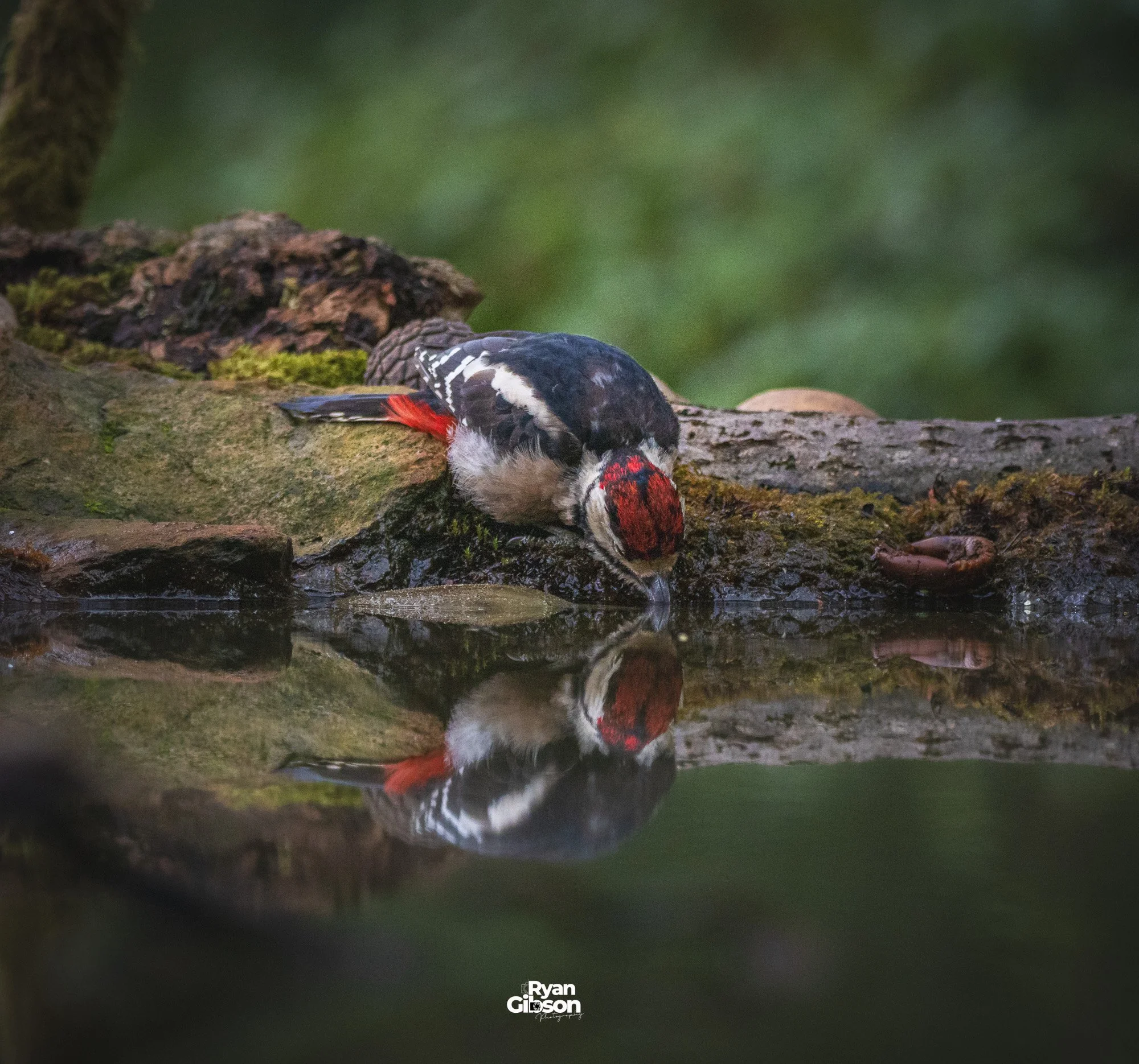Male woodpecker in reflection pool