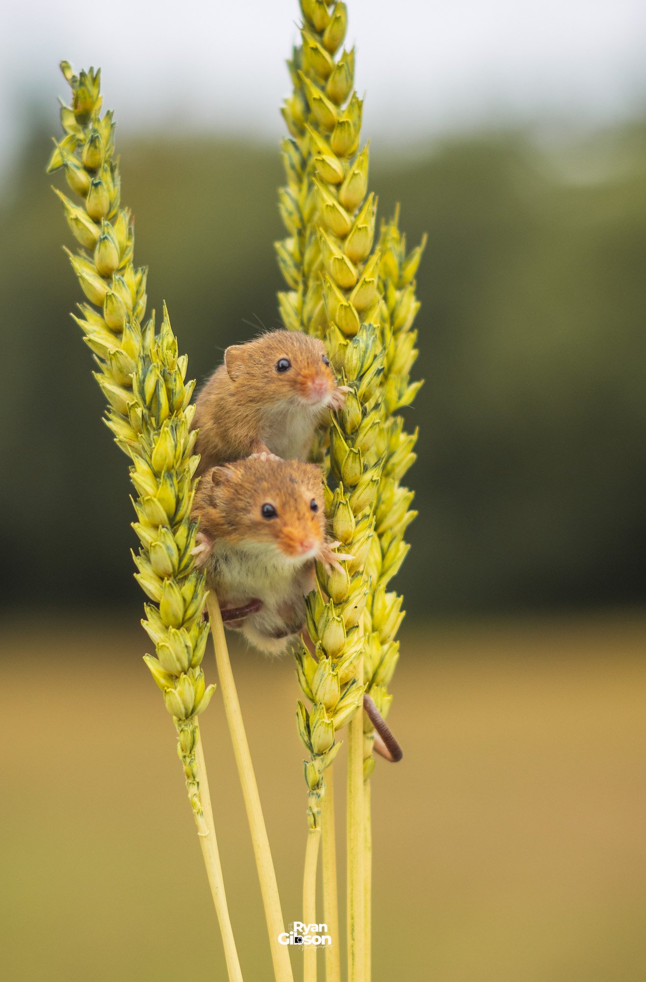 Harvest Mice