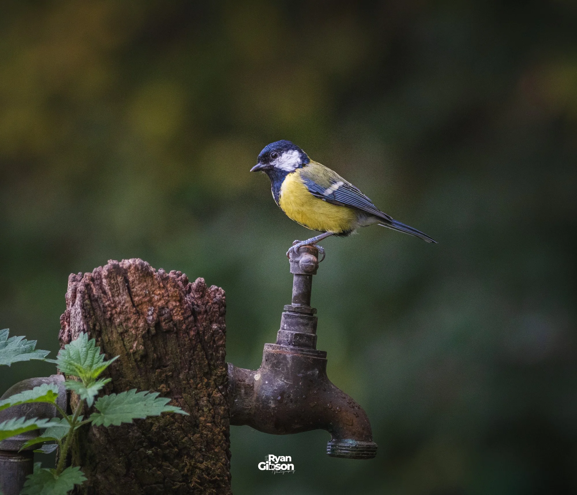 A small yellow and black bird perched on a rusty faucet attached to a wooden post, with green foliage in the foreground and a blurred natural background.