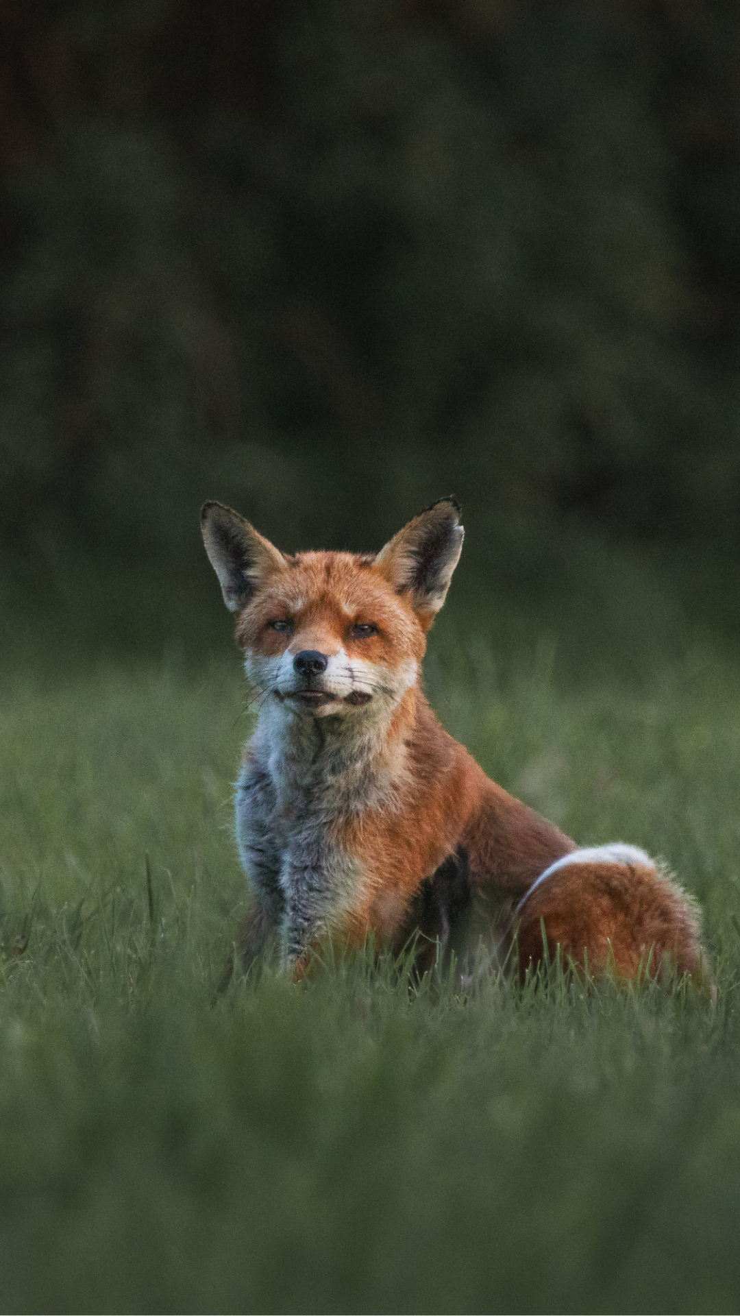 Fox.png