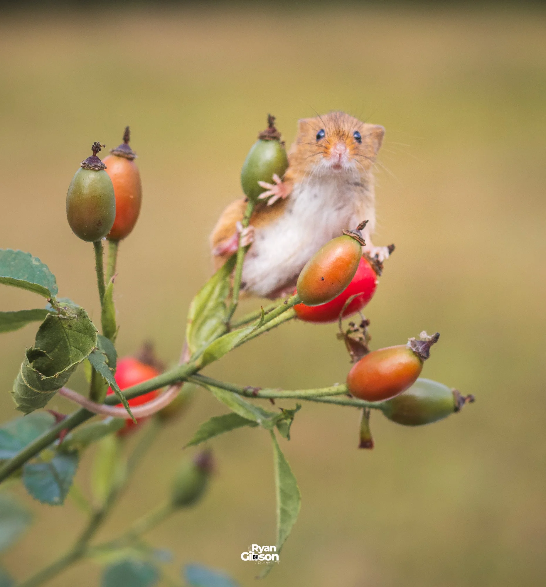 Harvest Mice