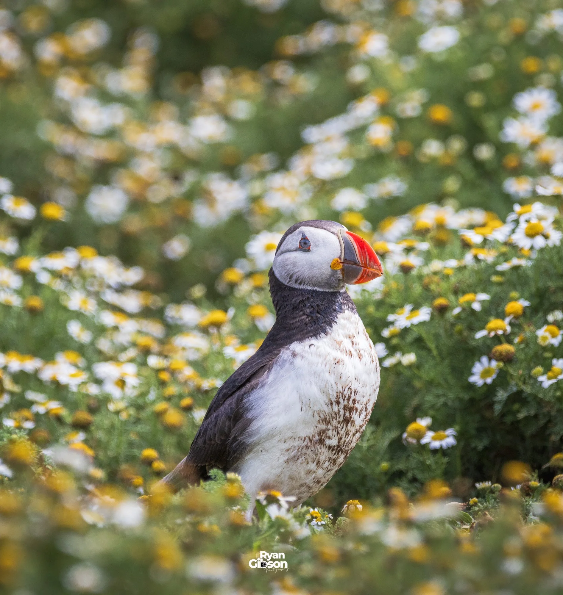 Puffin on Skomer island, Wales