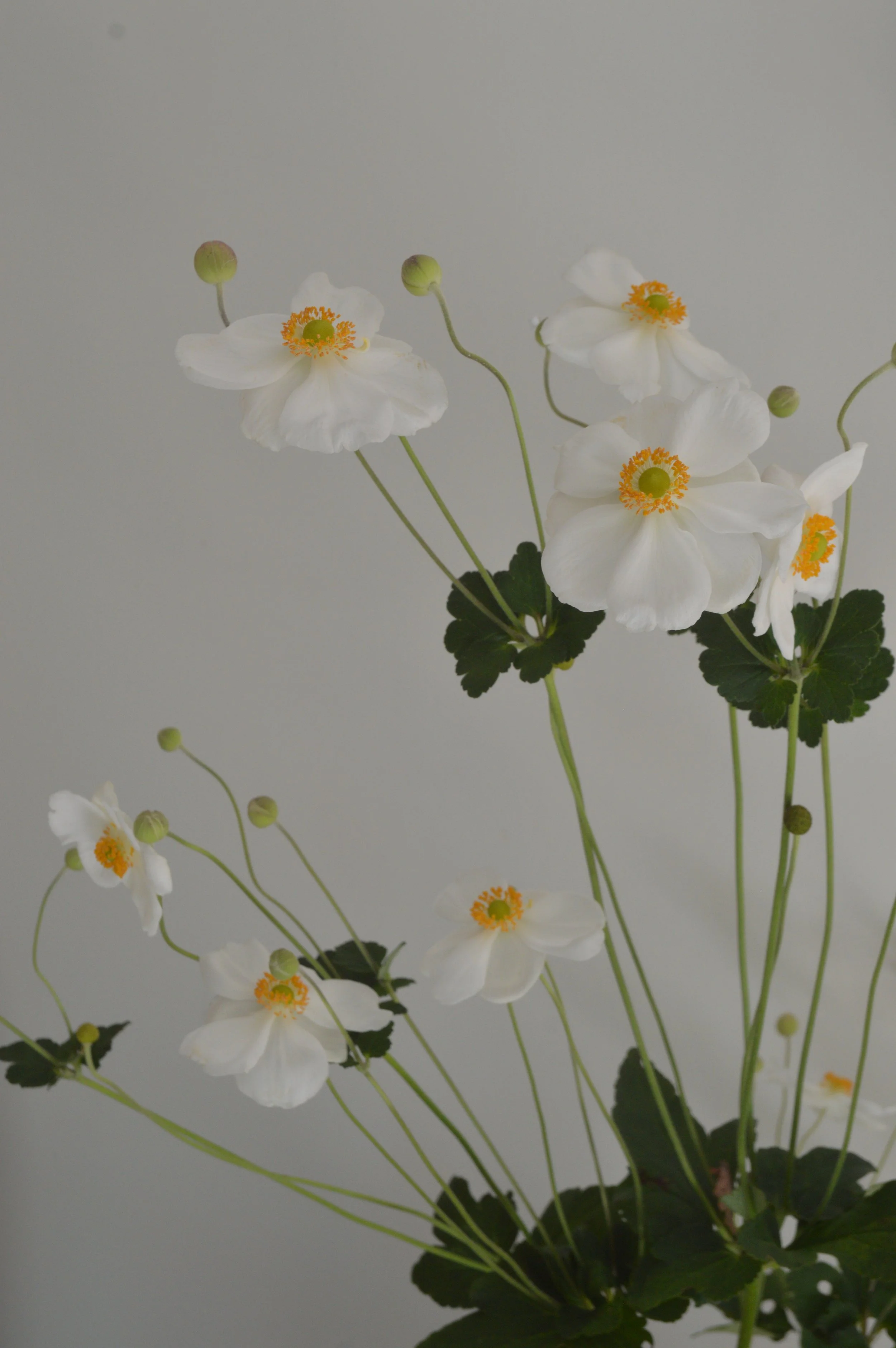 White Japanese anemone flowers with green stems and yellow-orange centers against a plain background.