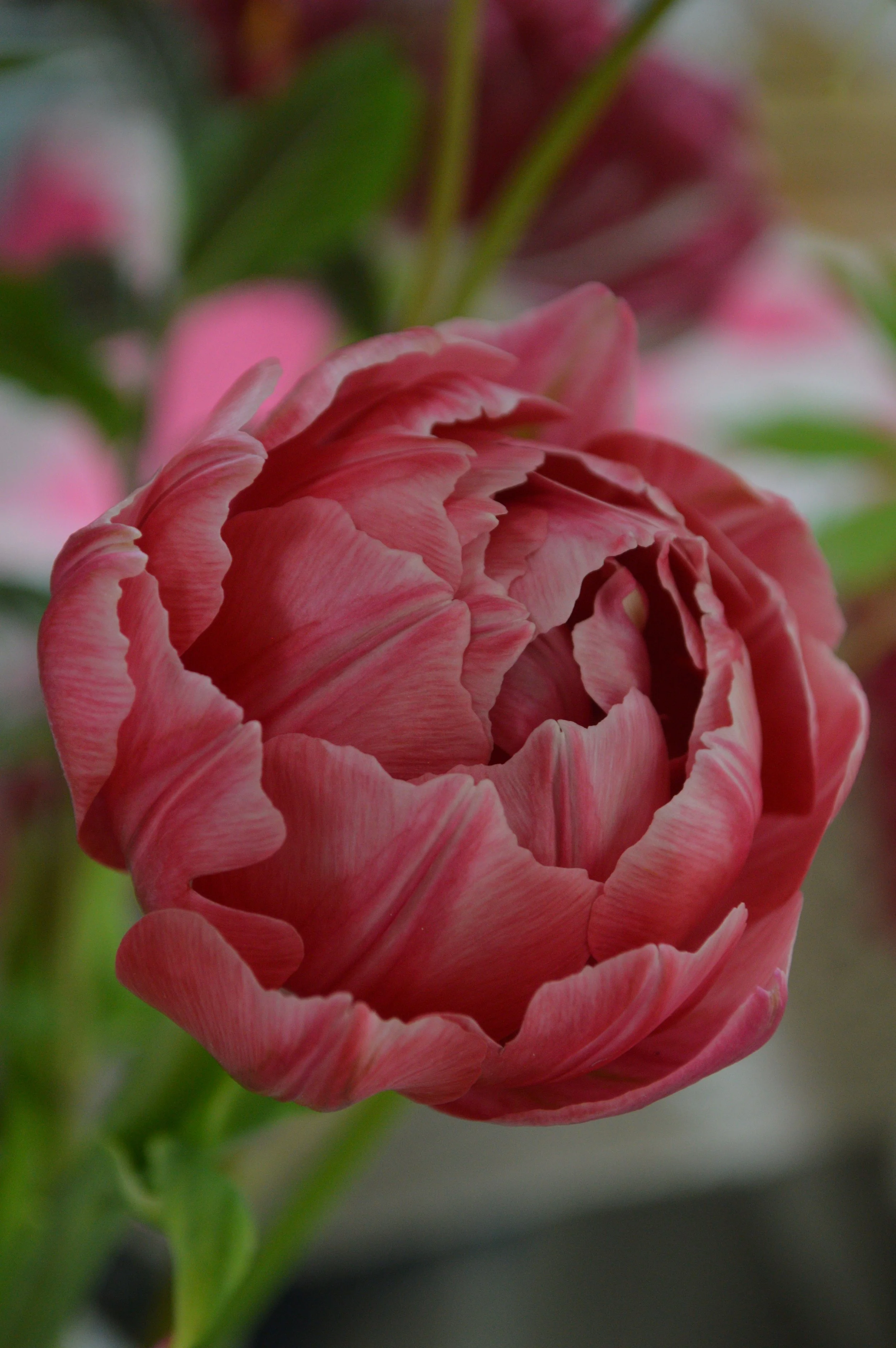 Close-up of a pink tulip in full bloom with layered petals.