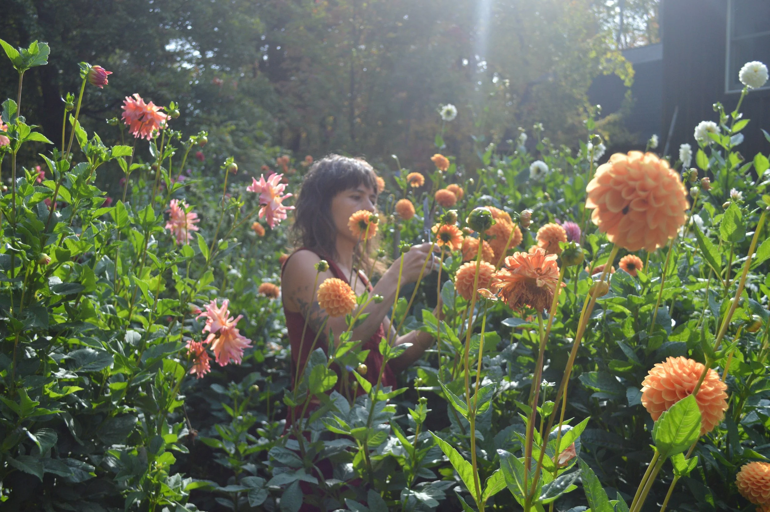 A woman with dark hair and tattoos wearing a sleeveless top is picking orange and pink flowers in a lush garden during golden hour sunlight.