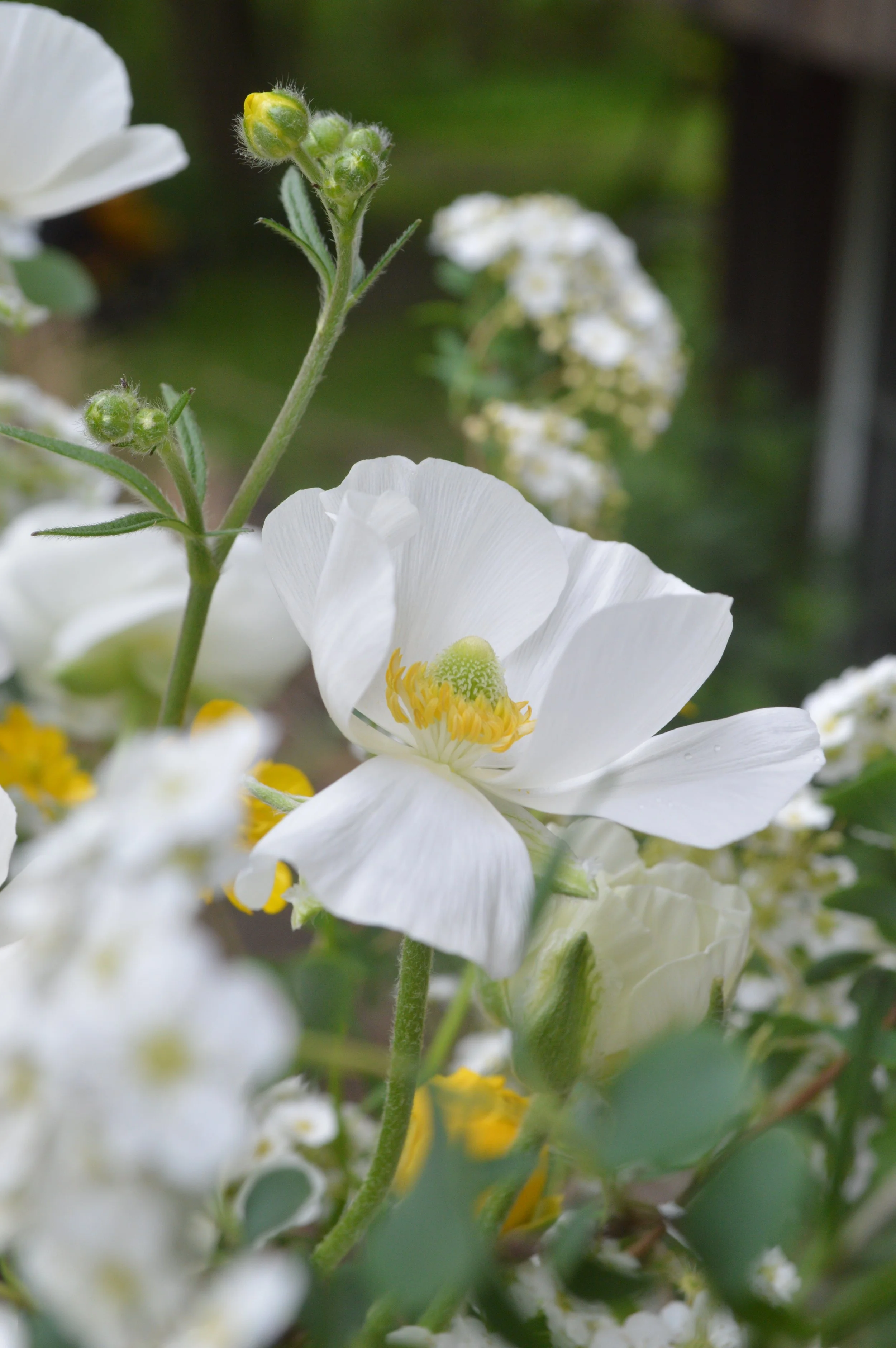 Close-up of a white flower with yellow and green center, surrounded by green foliage. Ranunculus