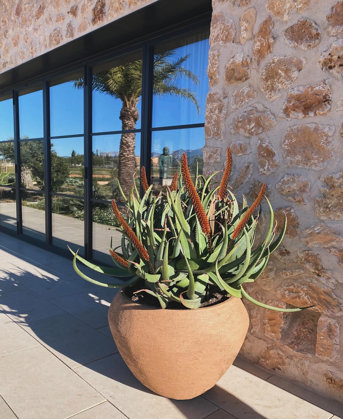Specimen Aloe castanea is a stunning architectural plant  for this project in Biniali. We procure the more rare and original plants for our containers to make them special features by themselves. -
-
-
#landscapedesign #landdcspedesigner #gardendesig