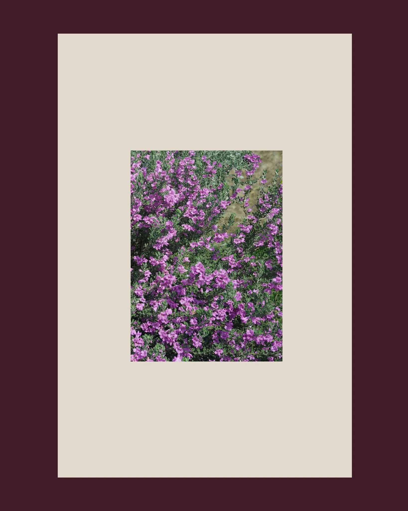 The Autumn Barometer in Pink

As temperatures cool, Leucophyllum frutescens 'Green Cloud' performs its most vibrant showing. Its pink magenta flowers are not just a farewell to summer but a response to the autumn humidity. A reliable plant of the ari