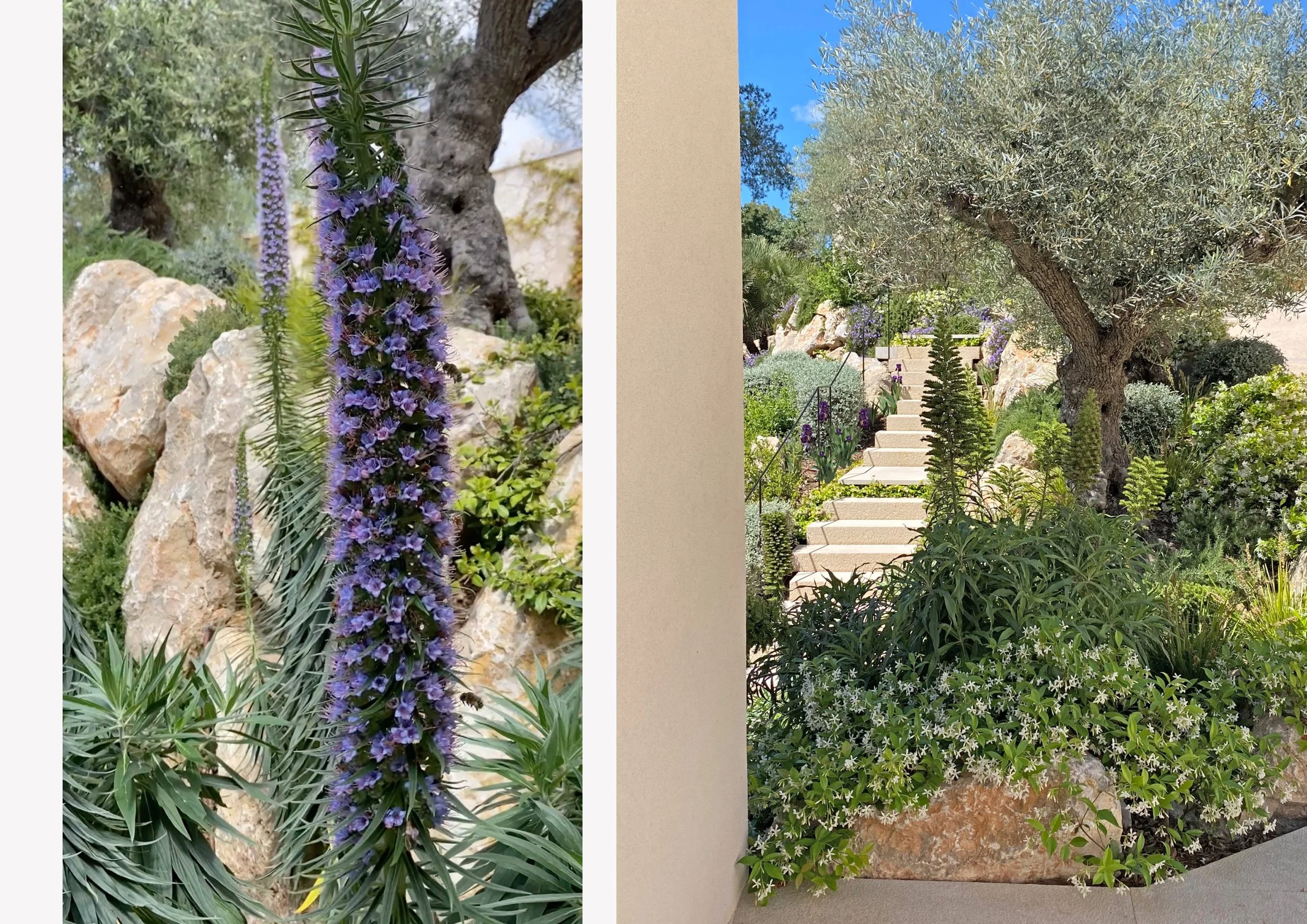 Steep slope with stone boulders and natural stone steps with Mediterranean planting
