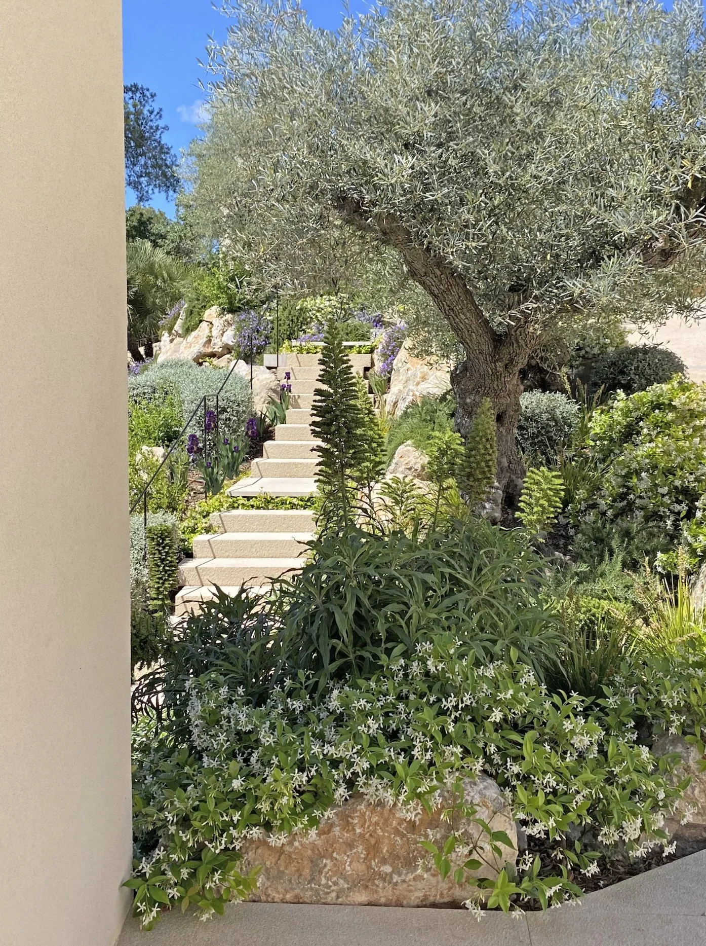 Stone steps and boulders with olive tree and Mediterranean soft planting