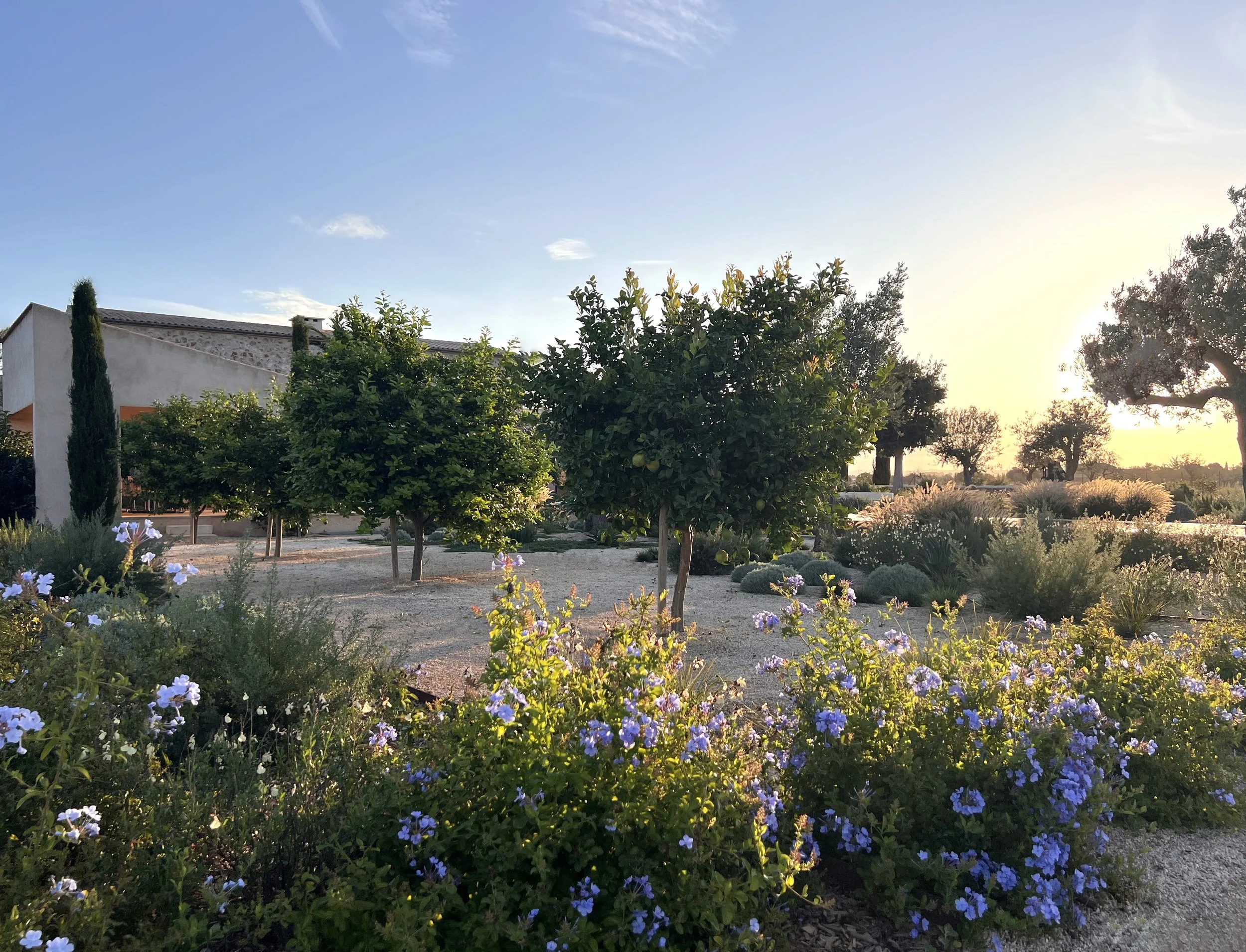 Gravel garden with olive and citrus trees and Mediterranean planting