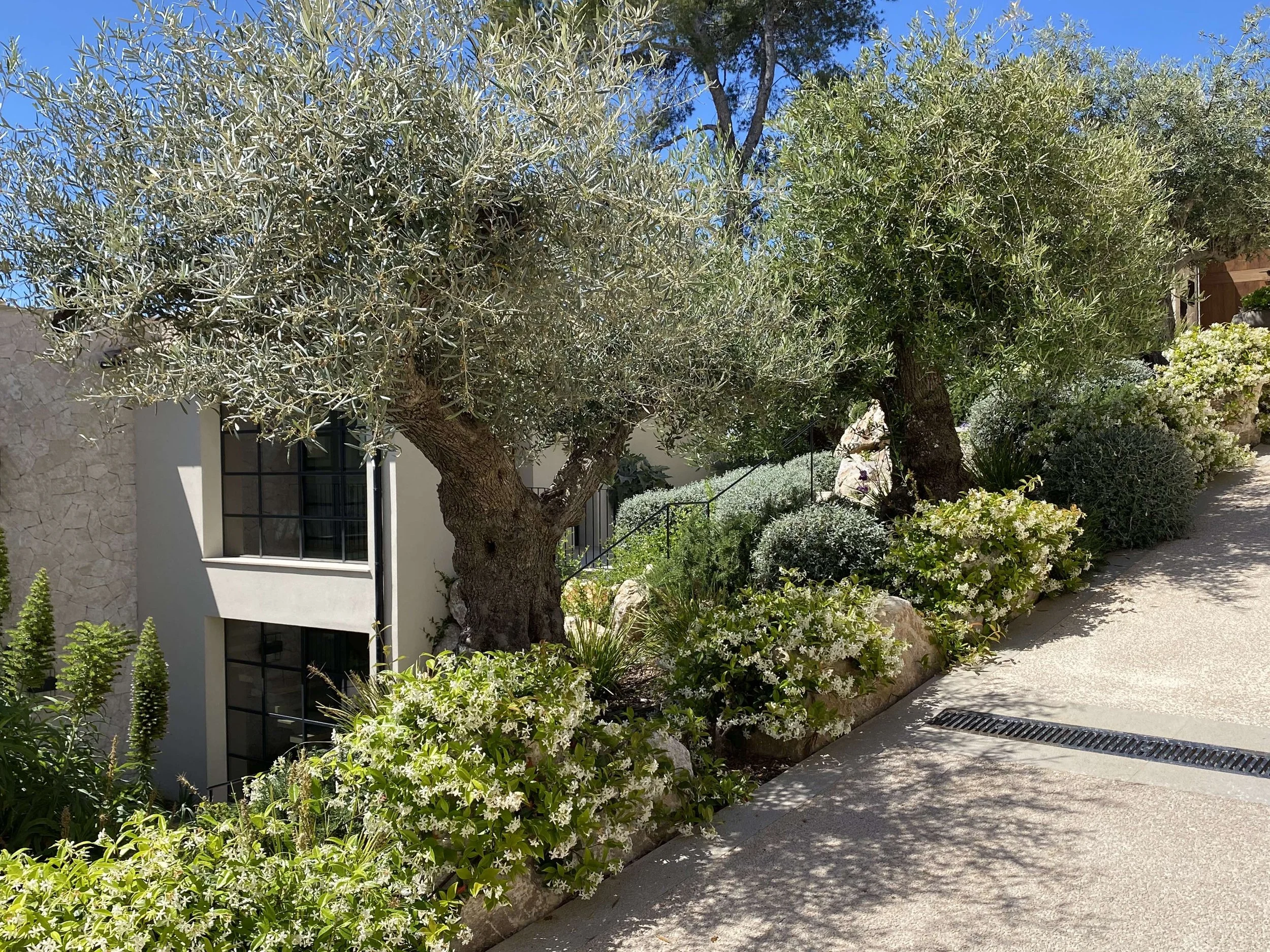 Mallorca exclusive villa driveway sloped garden with specimen olive trees and Mediterranean shrubs and perennials in shades of green