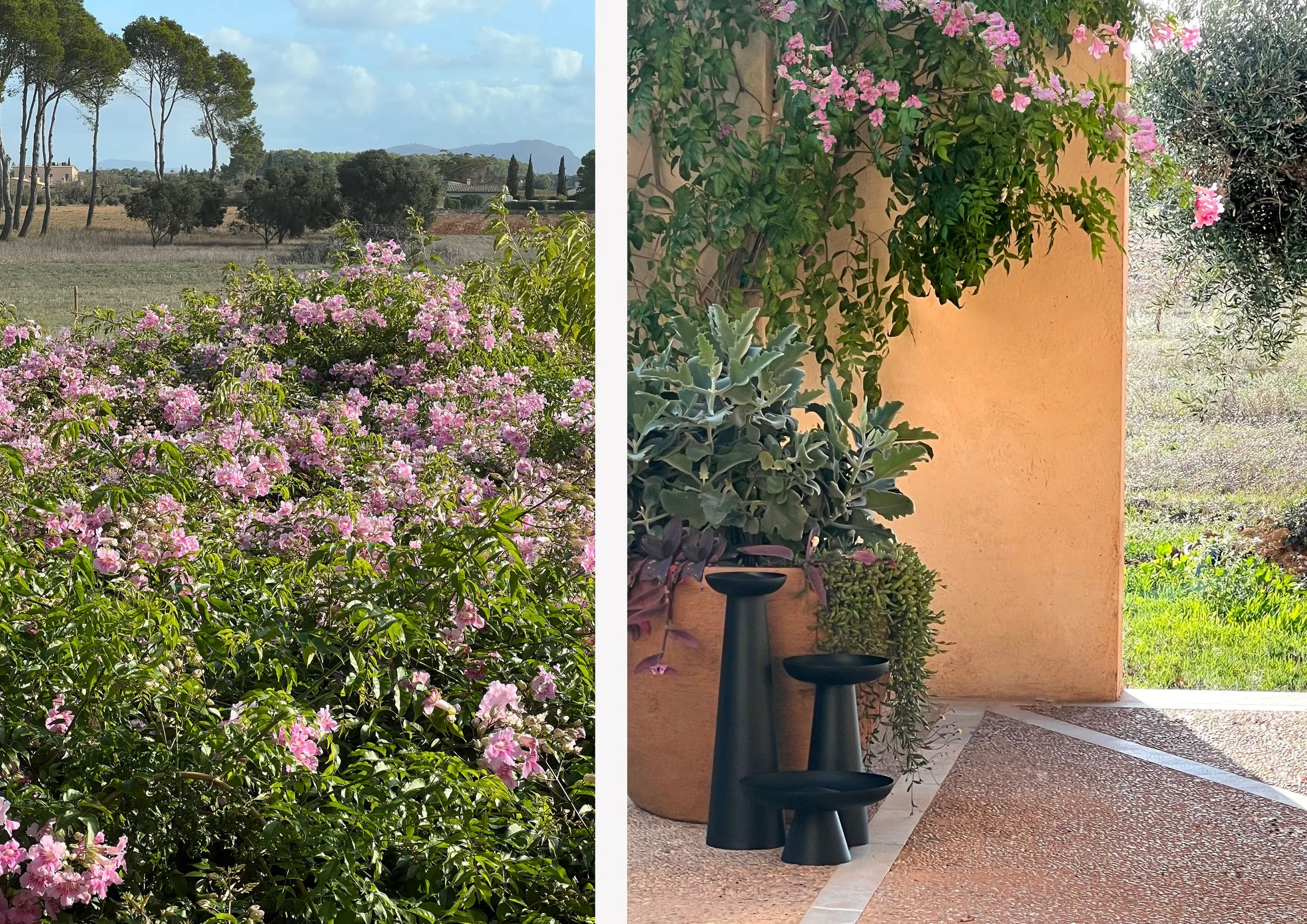 Ceramic pottery with succulents and Podranea
