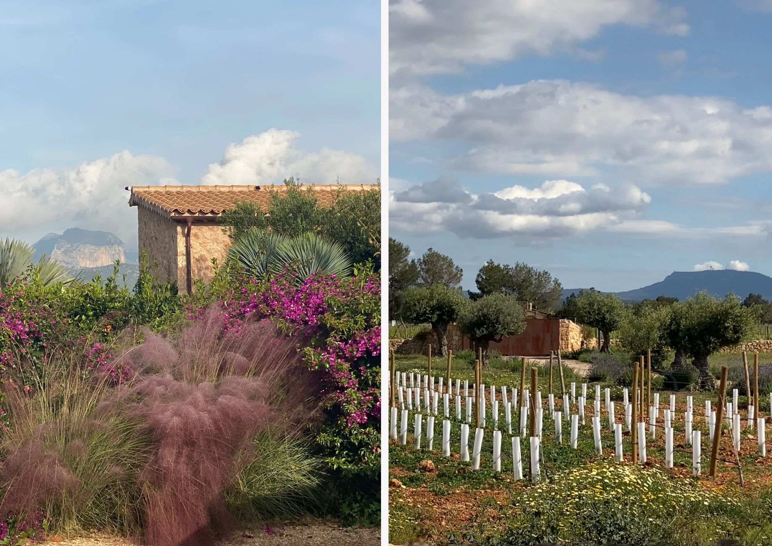 Vineyard with specimen olive trees