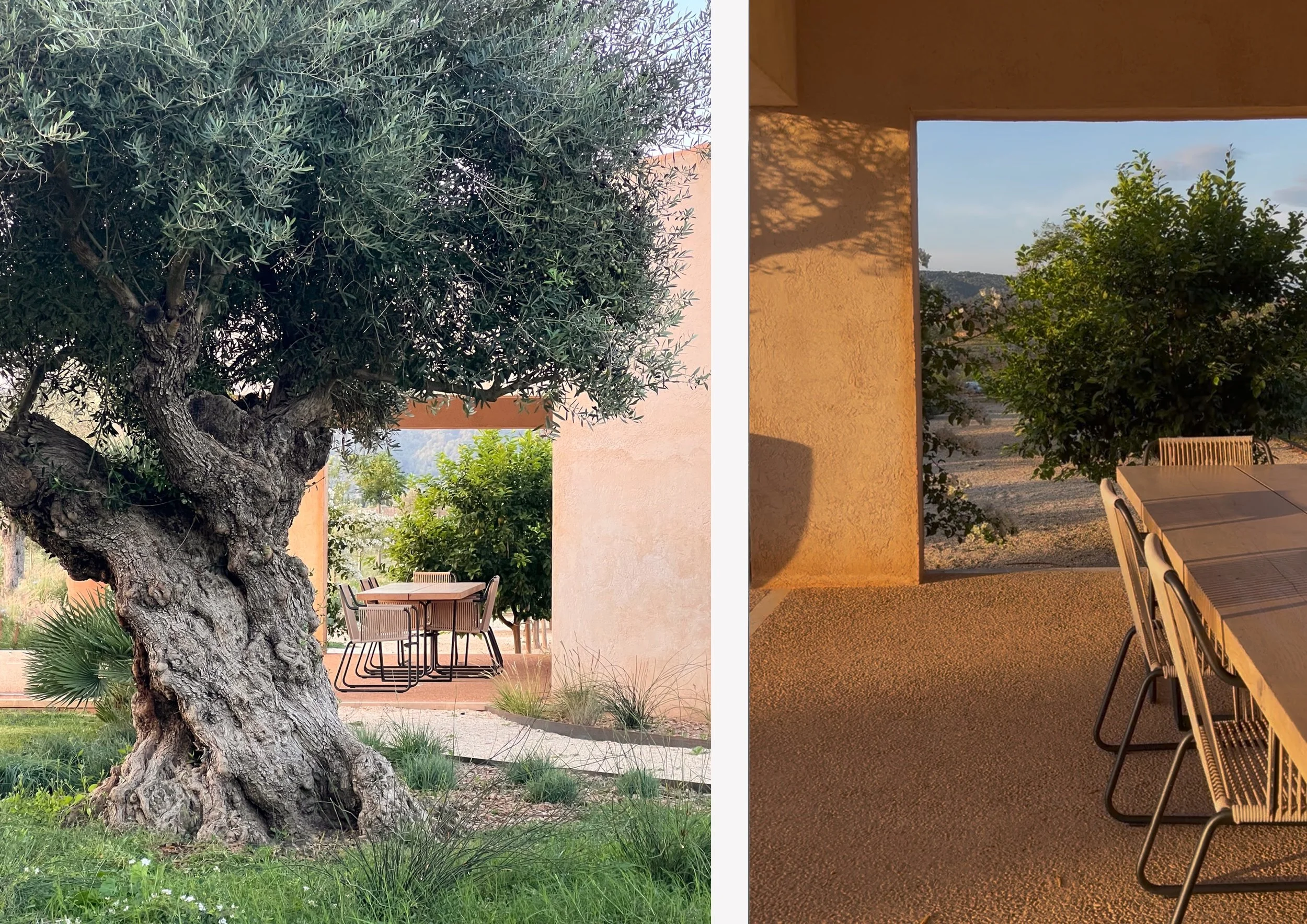 Specimen olive tree in ornamental grass meadow with outdoor kitchen